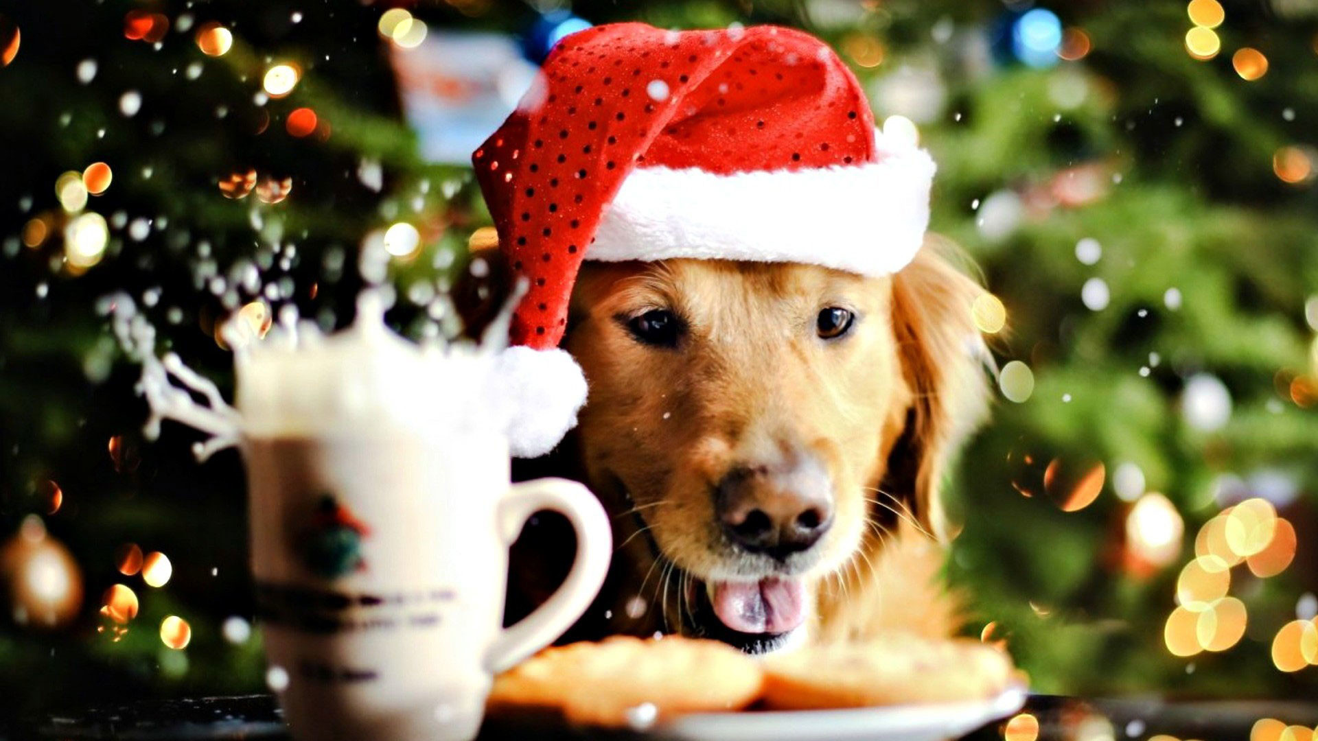1920x1080 hd-pics-photos-attractive-christmas-dog-celebrations-decorations-