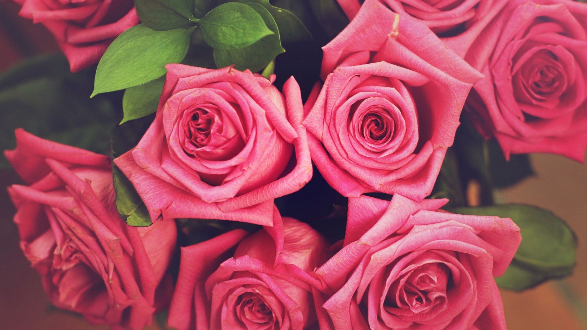 1920x1080 #EE7799 Color - Splendor Queen Flowers Red Roses Love Passion Beautiful  Wallpaper Desktop Flower for