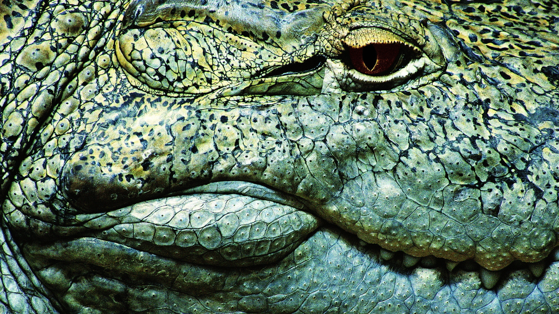 1920x1080  Wallpaper teeth, crocodile, eye