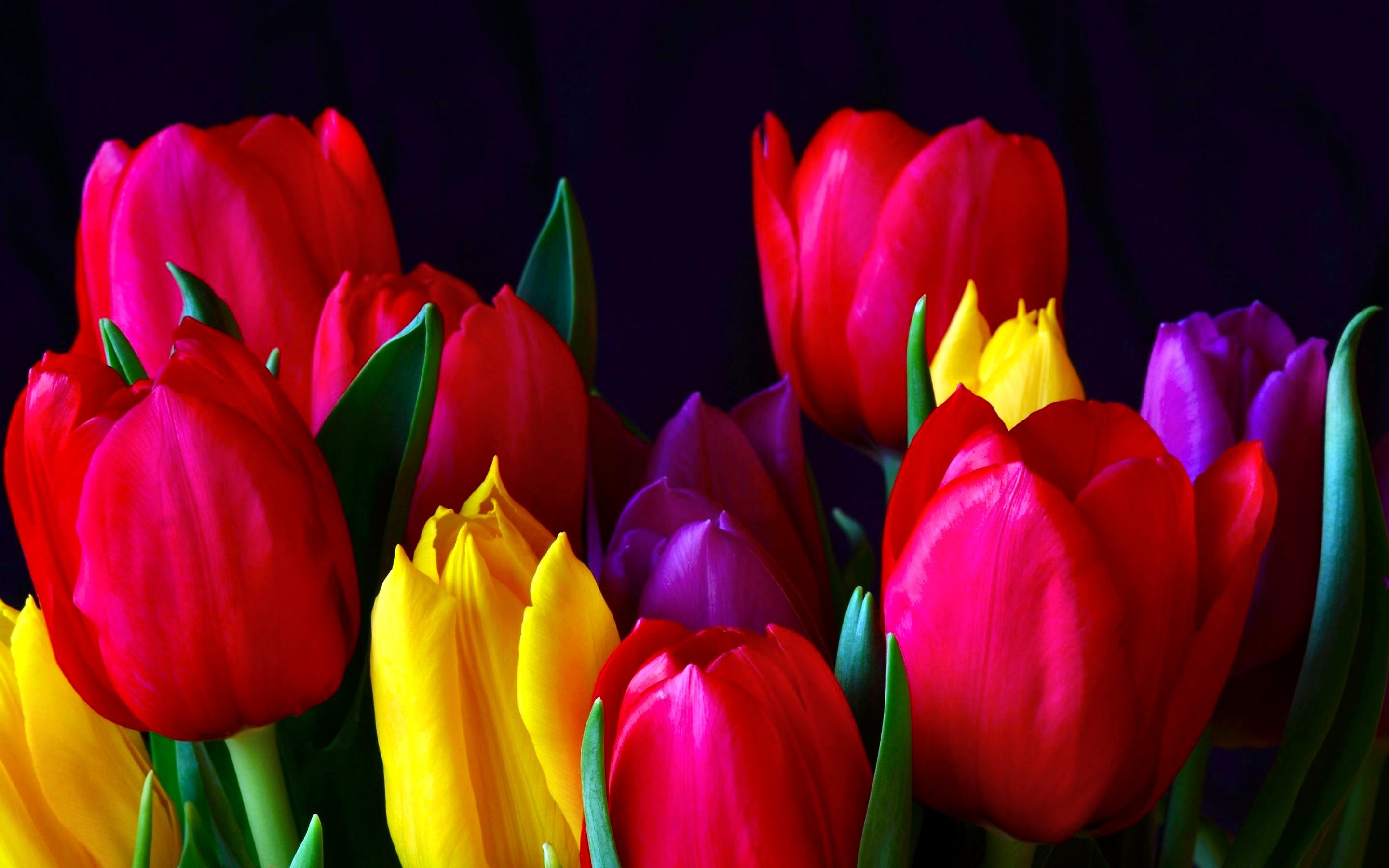 2880x1800 Earth - Tulip Colorful Flower Red Wallpaper