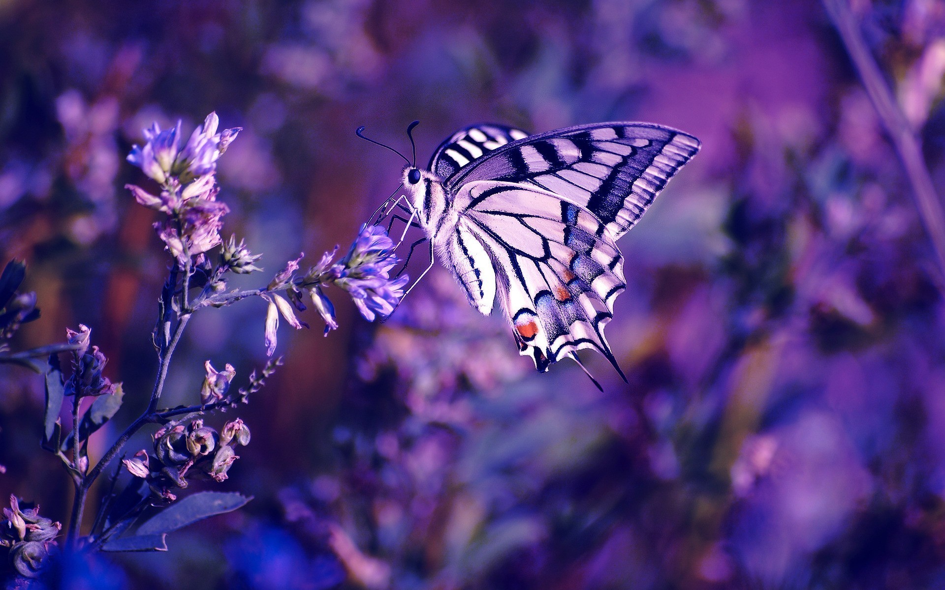 1920x1200 Beautiful butterfly and flowers wallpaper