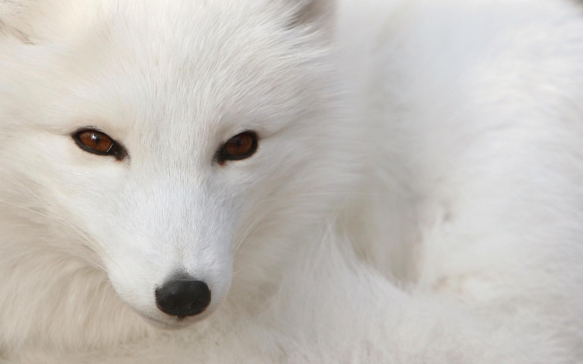 1920x1200 Animal - Arctic Fox Animal Face Close-Up White Wallpaper