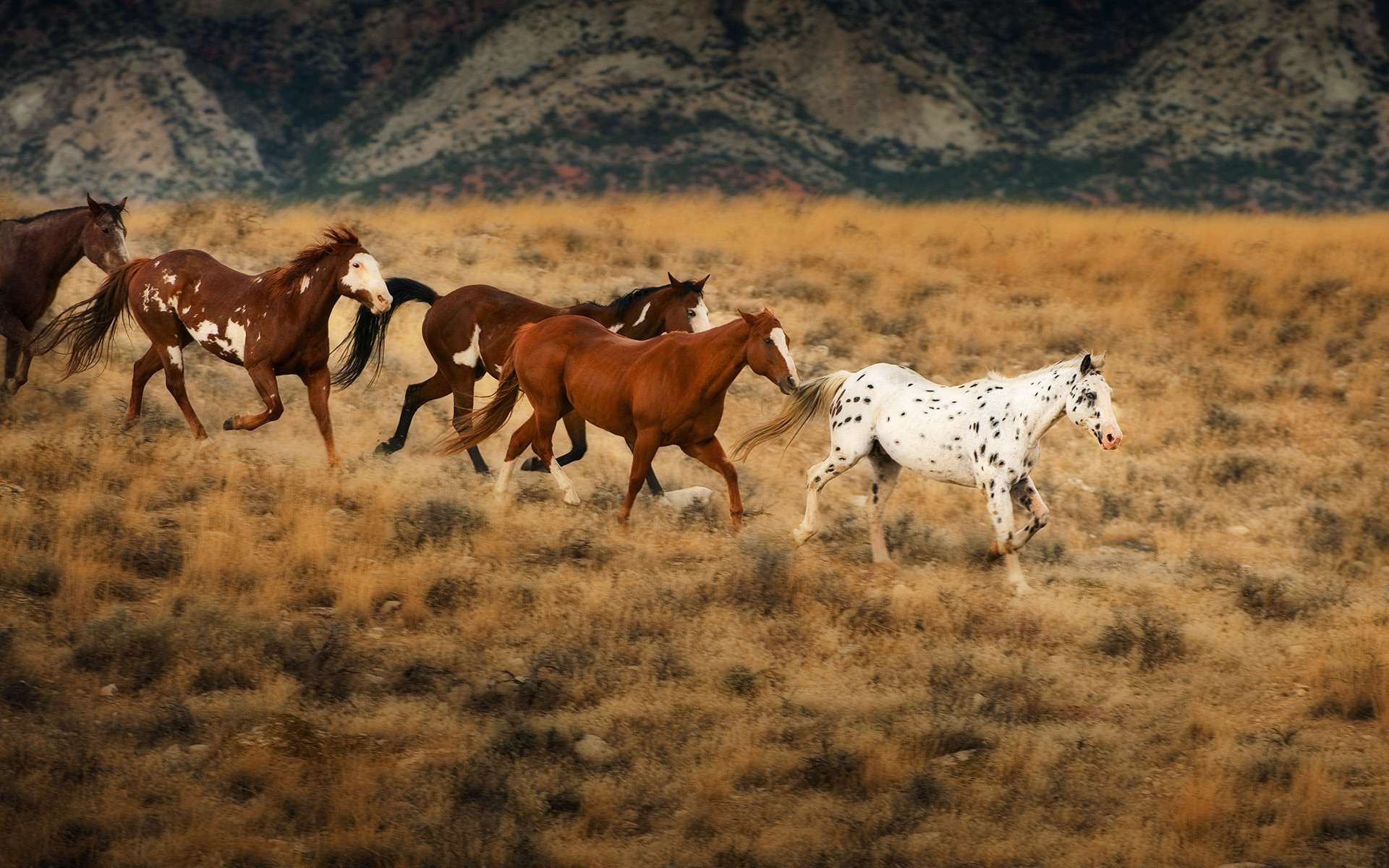 1920x1200 Wild horses in Wyoming Horses Desktop Wallpapers