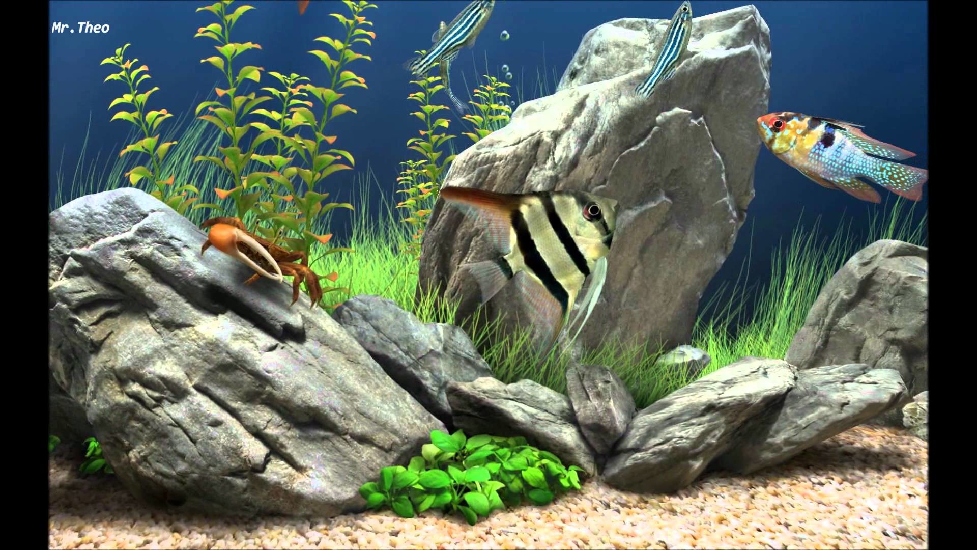 1920x1080 Full Size of Fish Tank Fish Tank Screensaver Windows Marine Aquarium Live  Free Downloadfish Mac Screensavers ...
