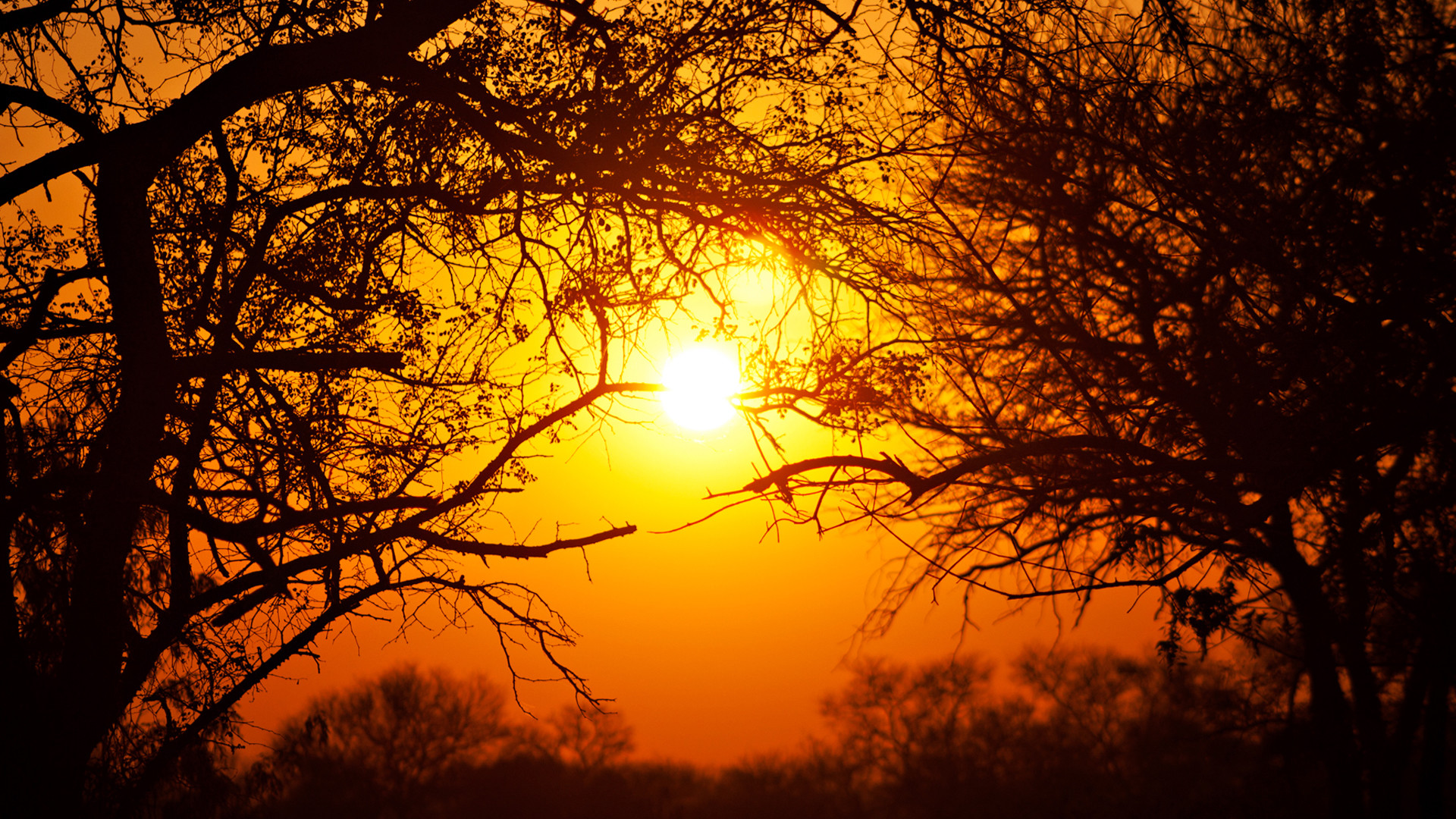 1920x1080 Kruger National Park South Africa Sun Sunset Trees