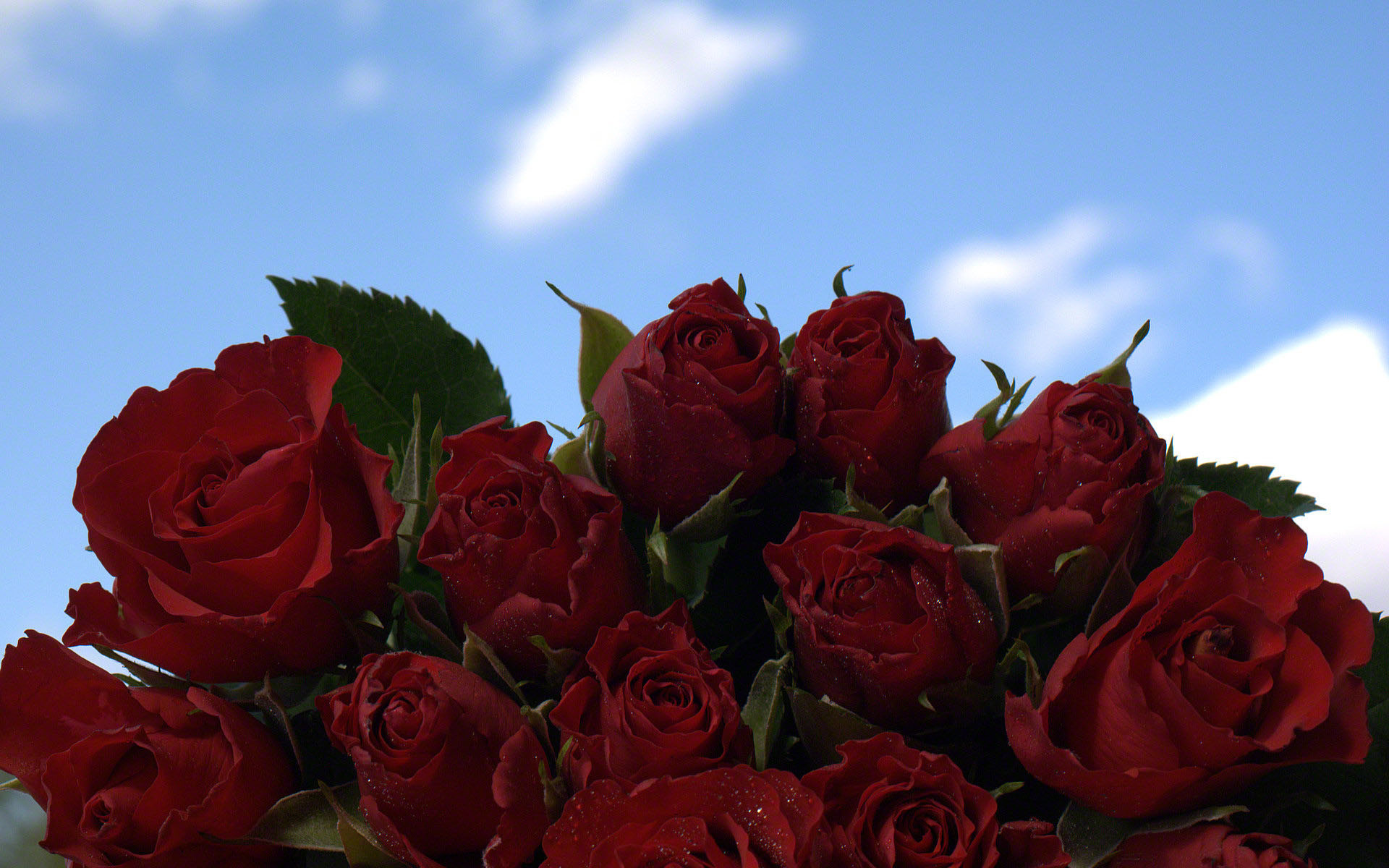 1920x1200 Red roses bouquet