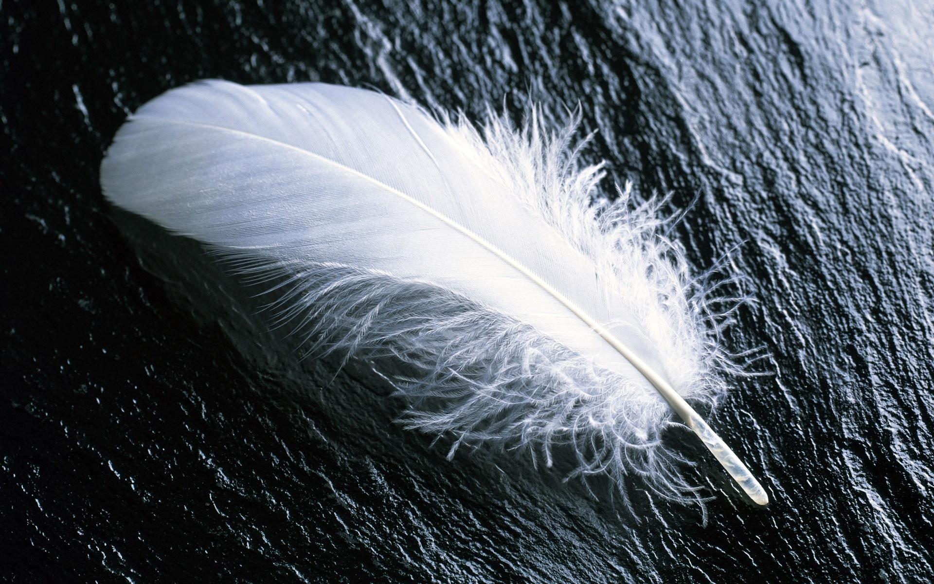 1920x1200 White Feather Wallpaper Landscape Nature Wallpapers