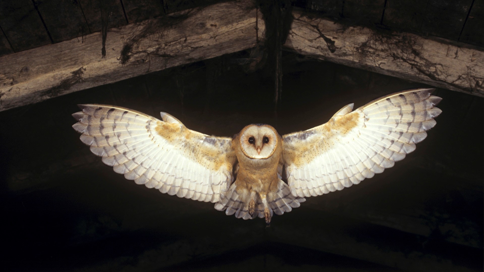 1920x1080 Barn Owl Wallpaper For Iphone