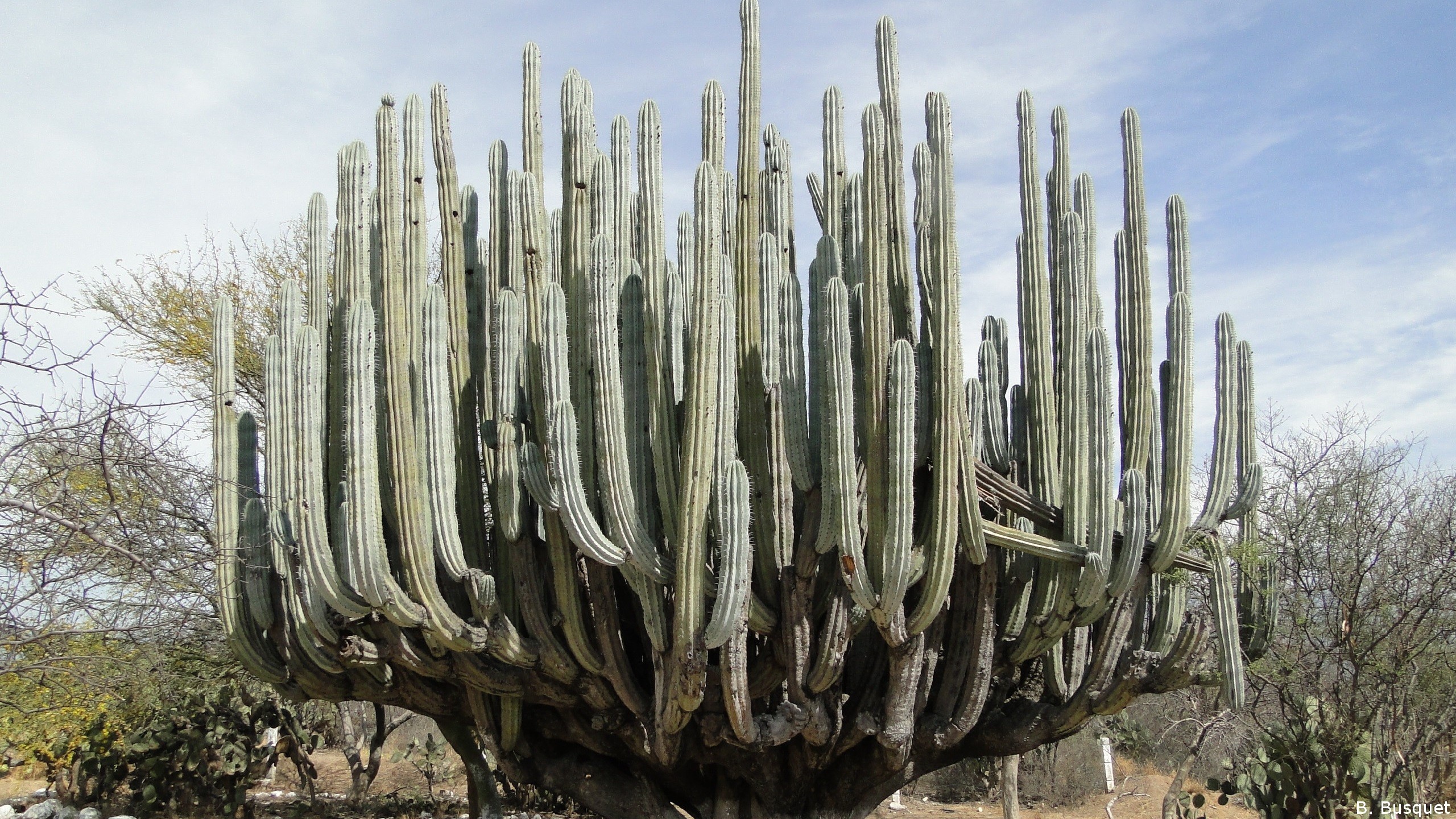 2560x1440 Huge cactus in the desert