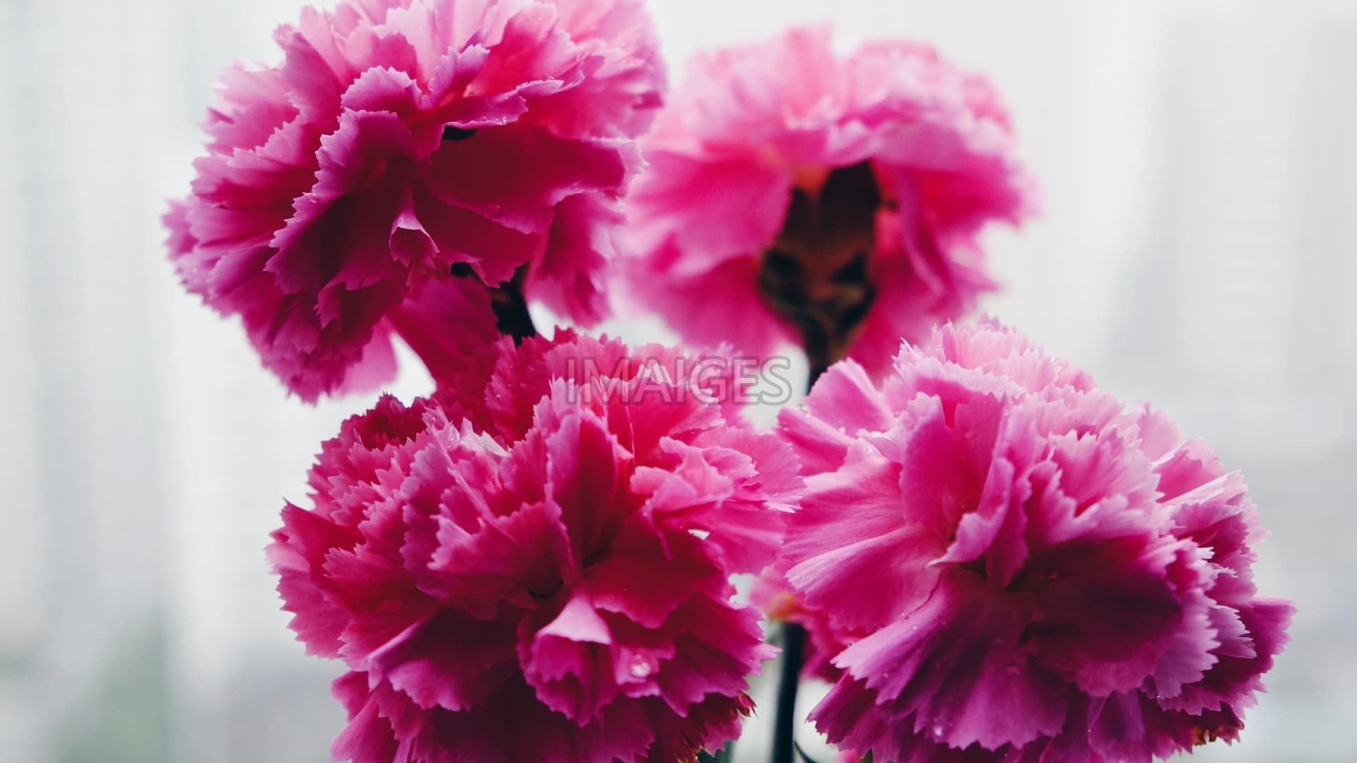 1920x1080 Flower, Still Life, Ppt Backgrounds