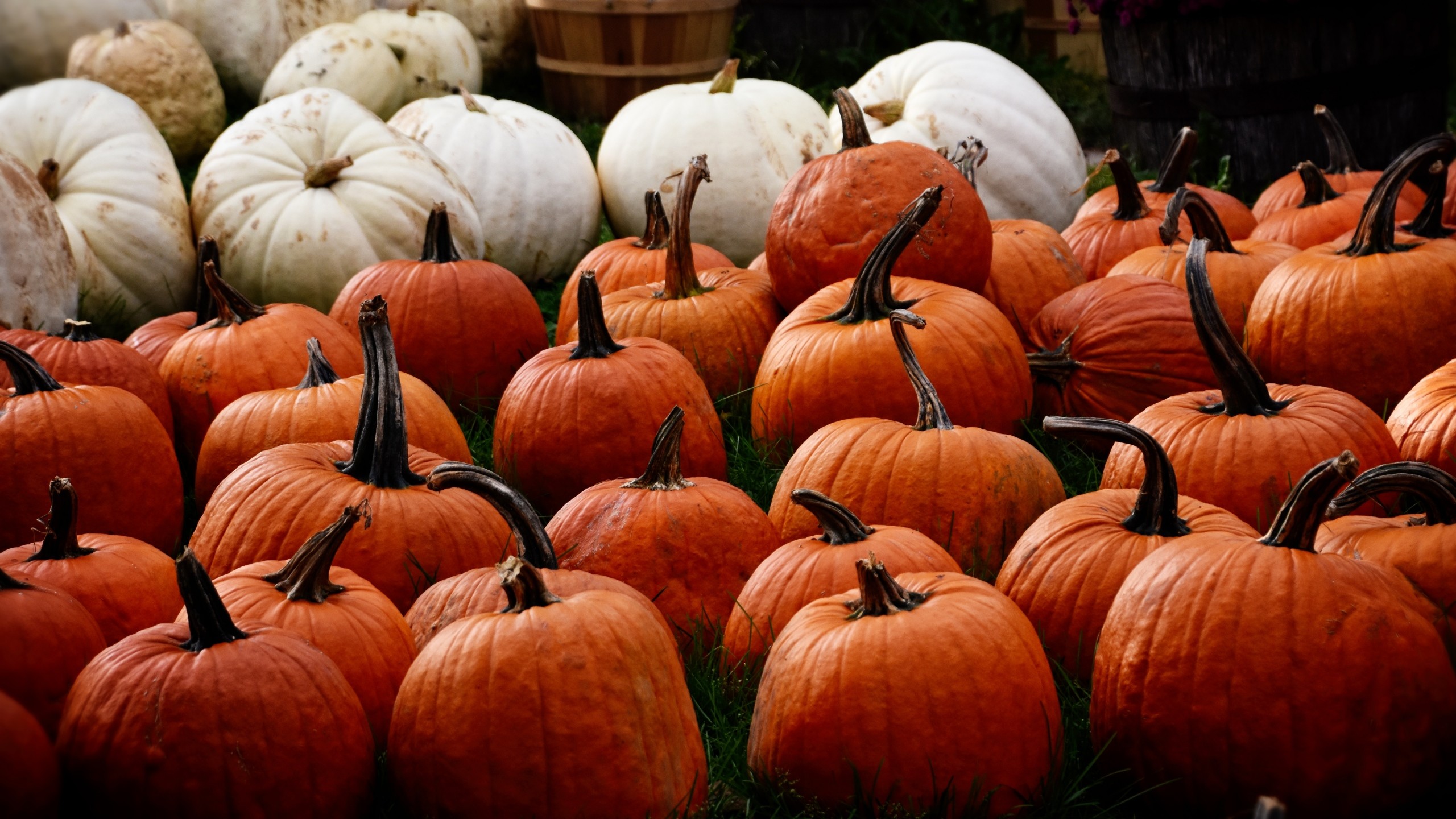 2560x1440 Preview wallpaper pumpkin, autumn, harvest 