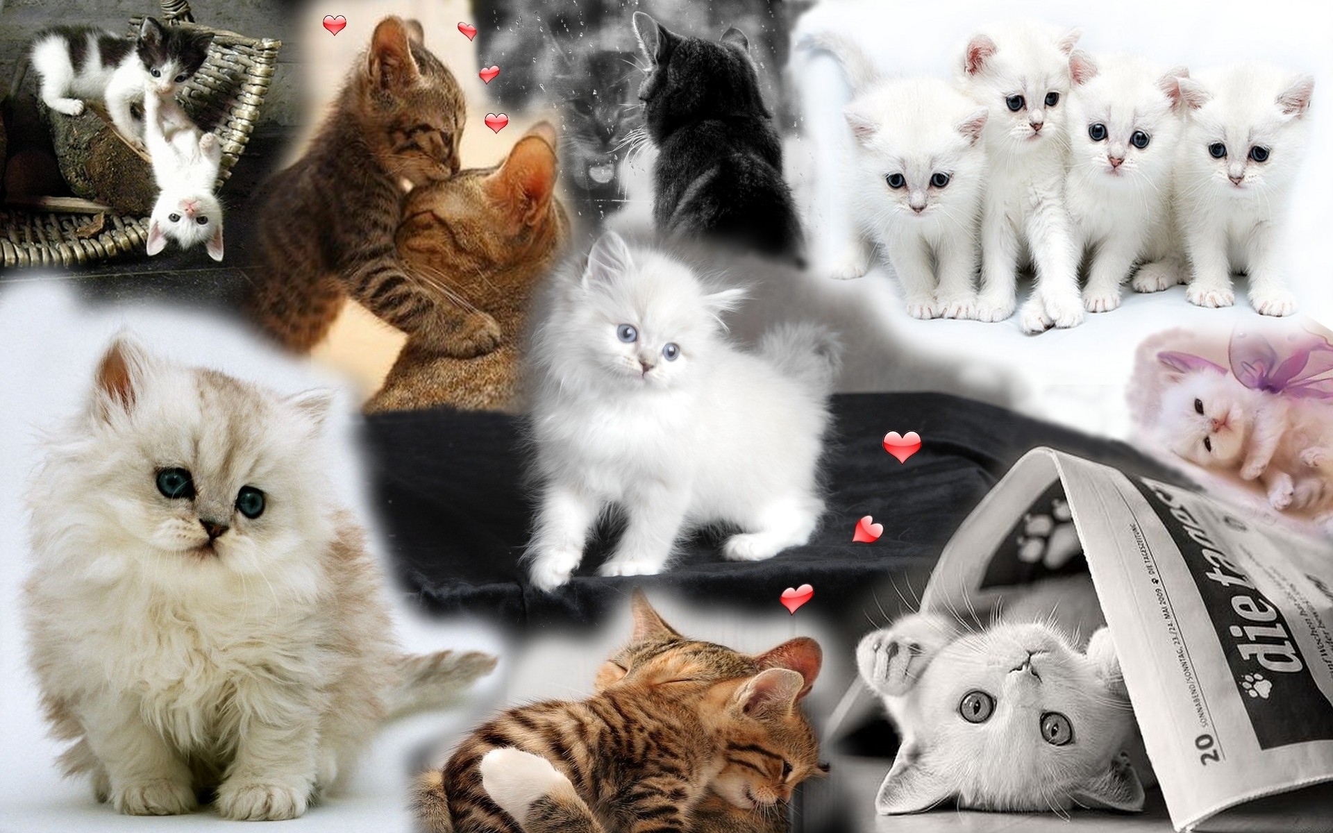 1920x1200 Kittens images Kitten HD wallpaper and background photos