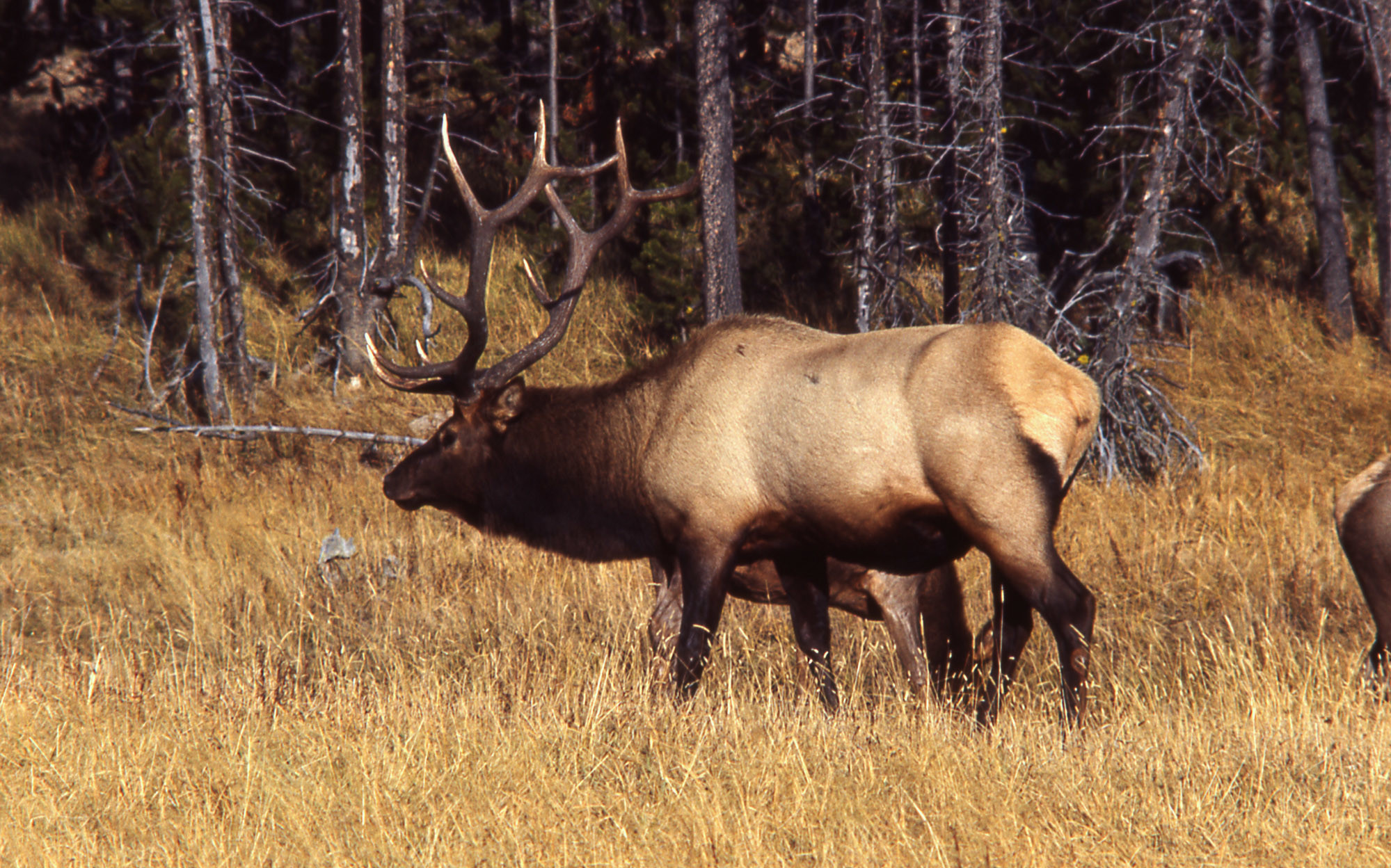 1999x1248 00310.jpg. Bull elk ...