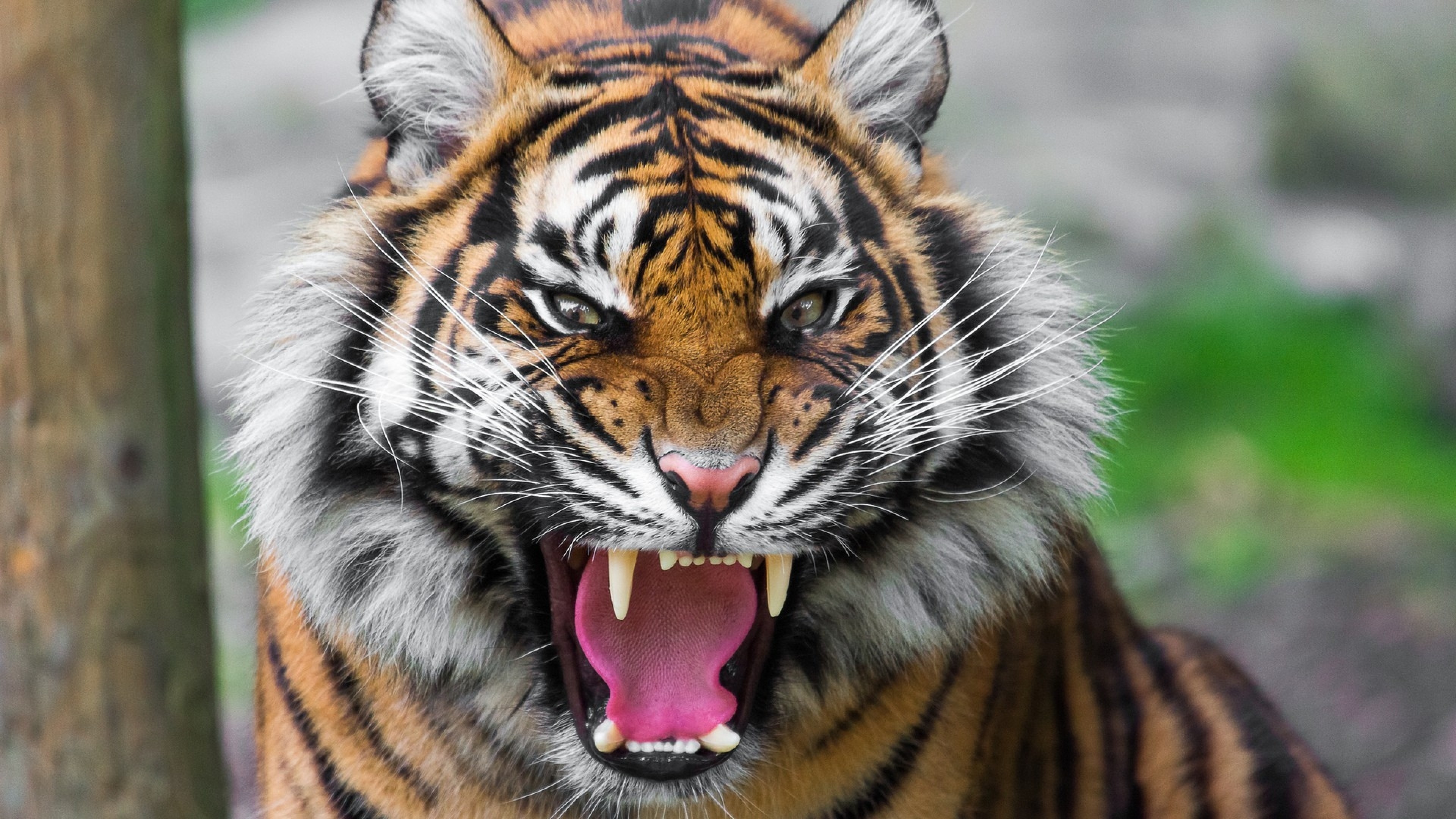 3840x2160 Preview wallpaper tiger, face, teeth, anger, big cat 