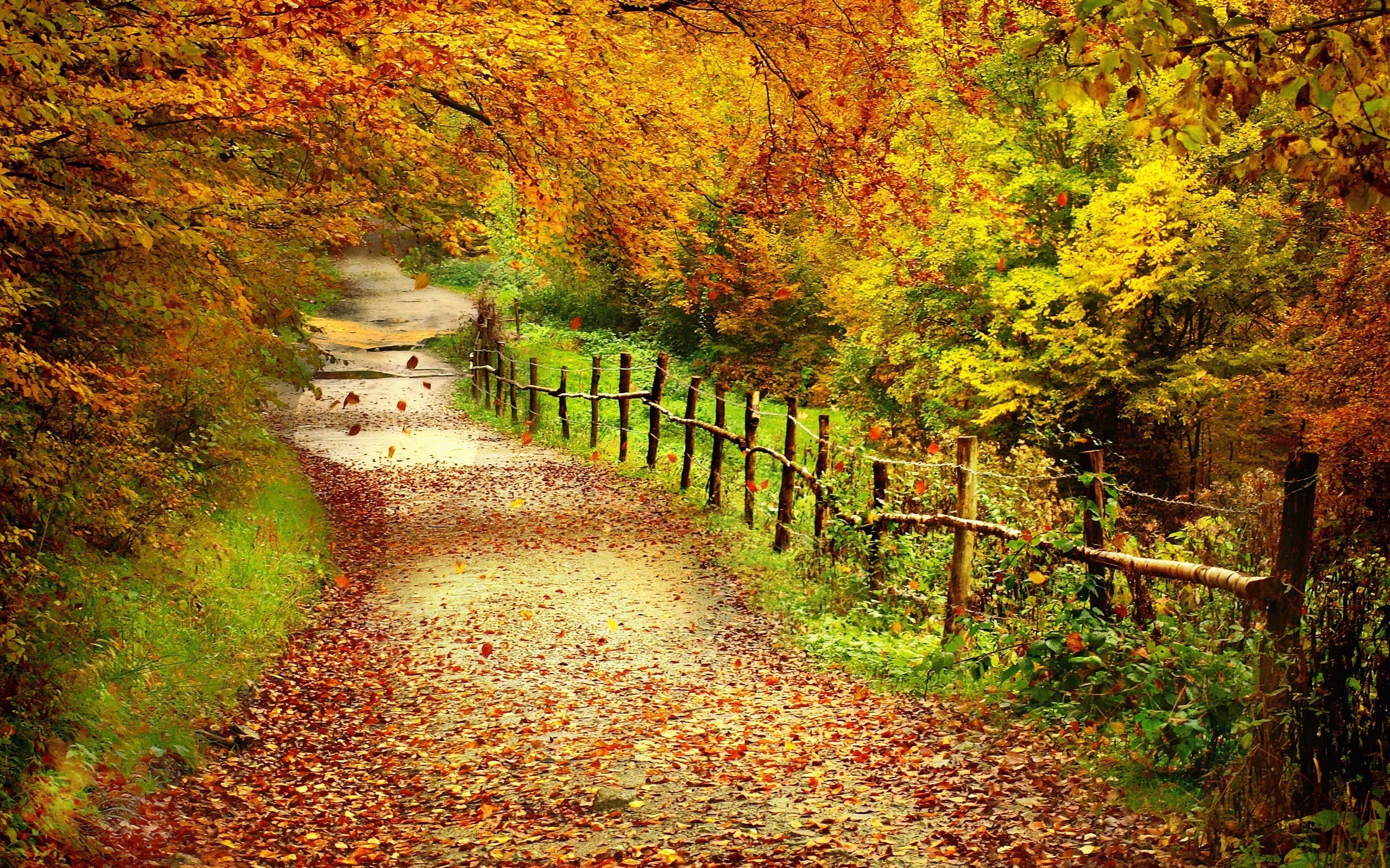 2560x1600  autumn scenes - Desktop Wallpaper. Download. Wallpaper Scenery