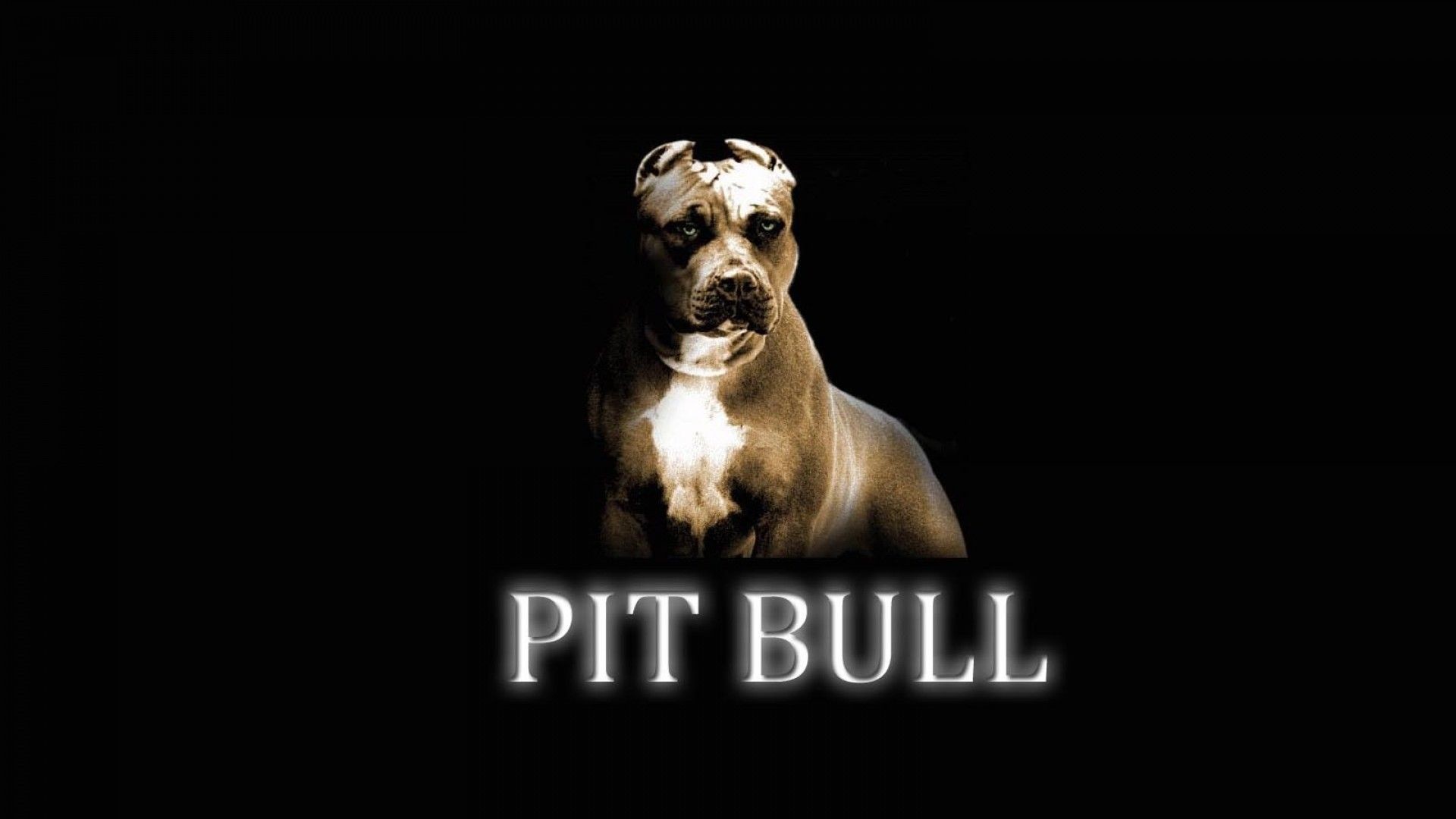 1920x1080 American Pit Bull Terrier Wallpapers HD Download 1920Ã1080 Pitbull  Wallpapers HD (47 Wallpapers