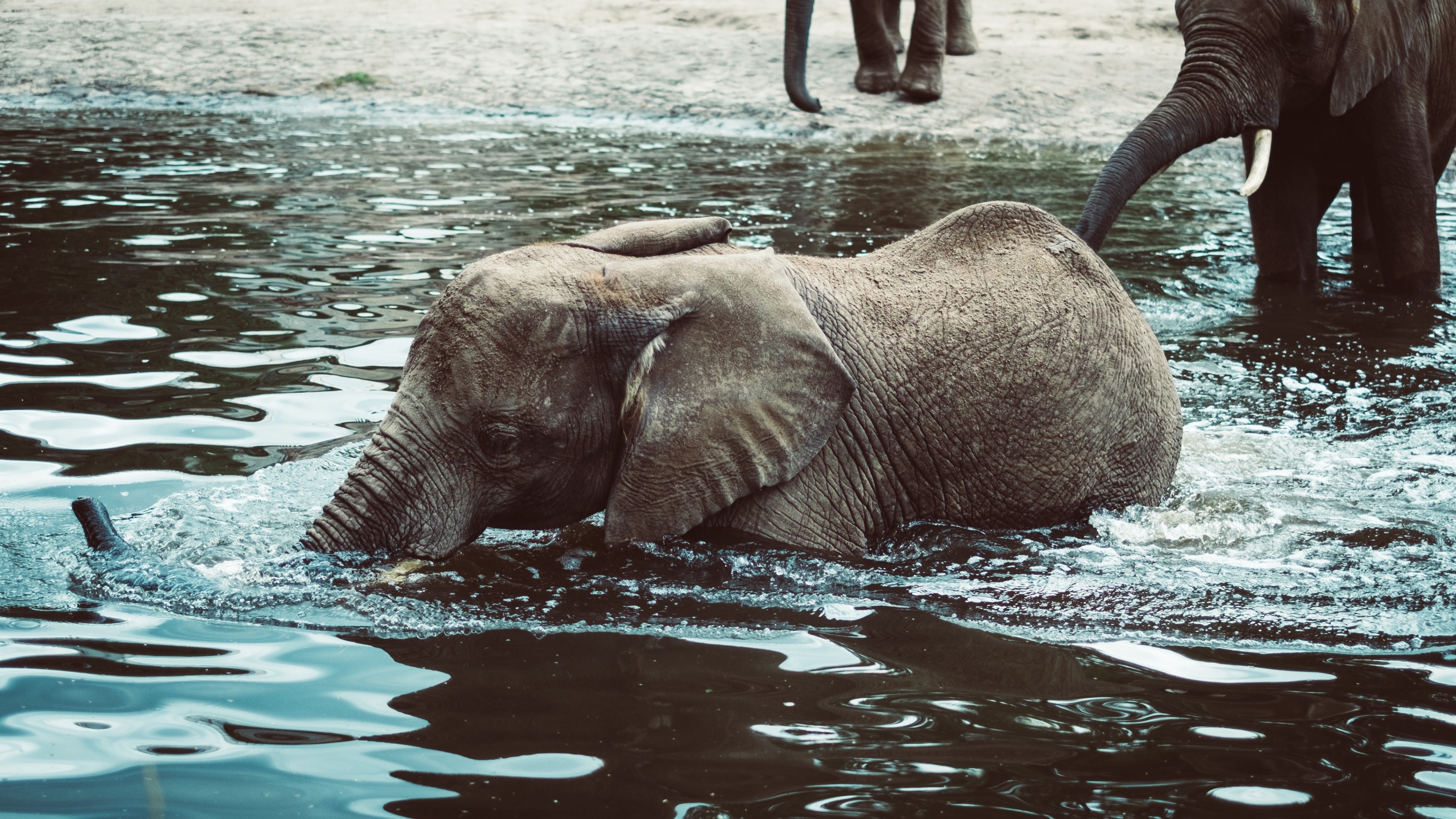 3840x2160 Preview wallpaper elephant, baby, water 