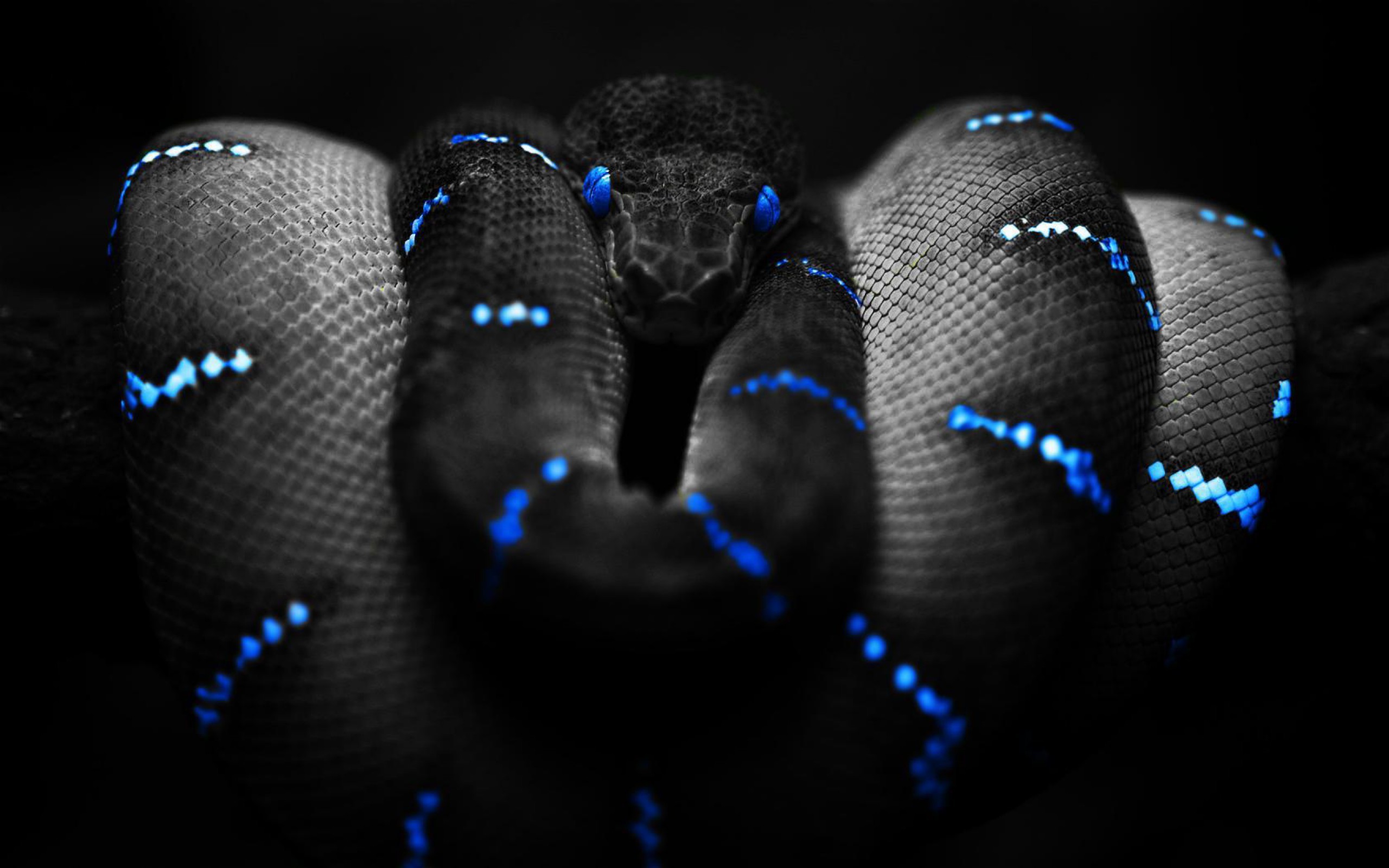 2560x1600 3D Snake Wallpaper and Image Free Download