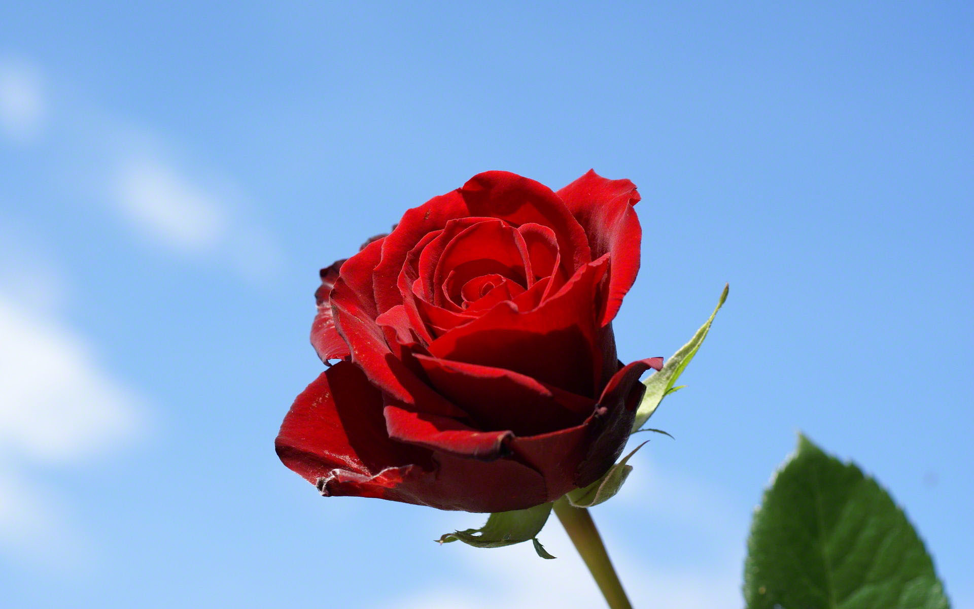 1920x1200 Single rose with blue sky background