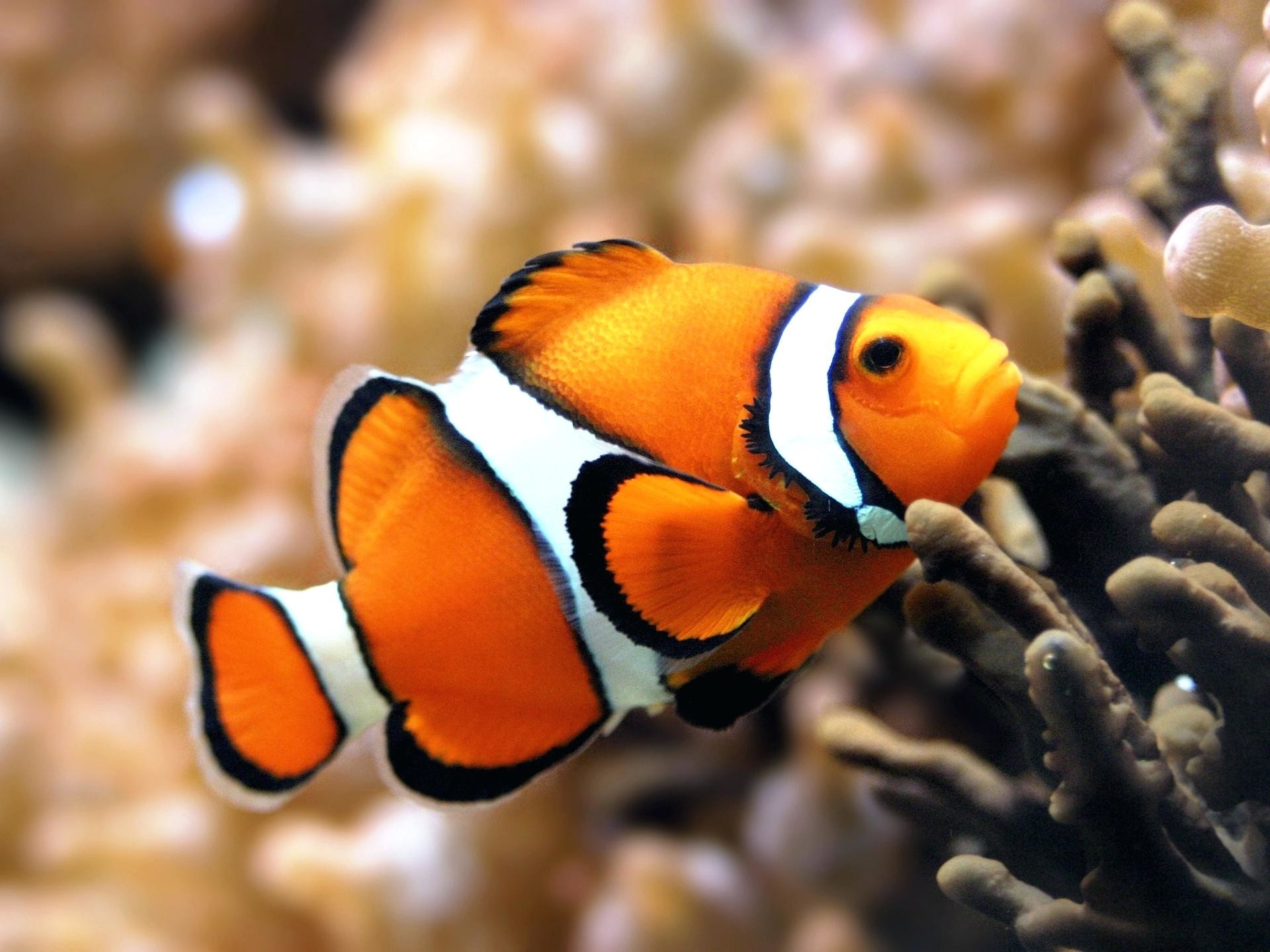 1920x1440 orange wallpaper fish animals wallpapers in format for tank list rare animal  crossing new leaf football .