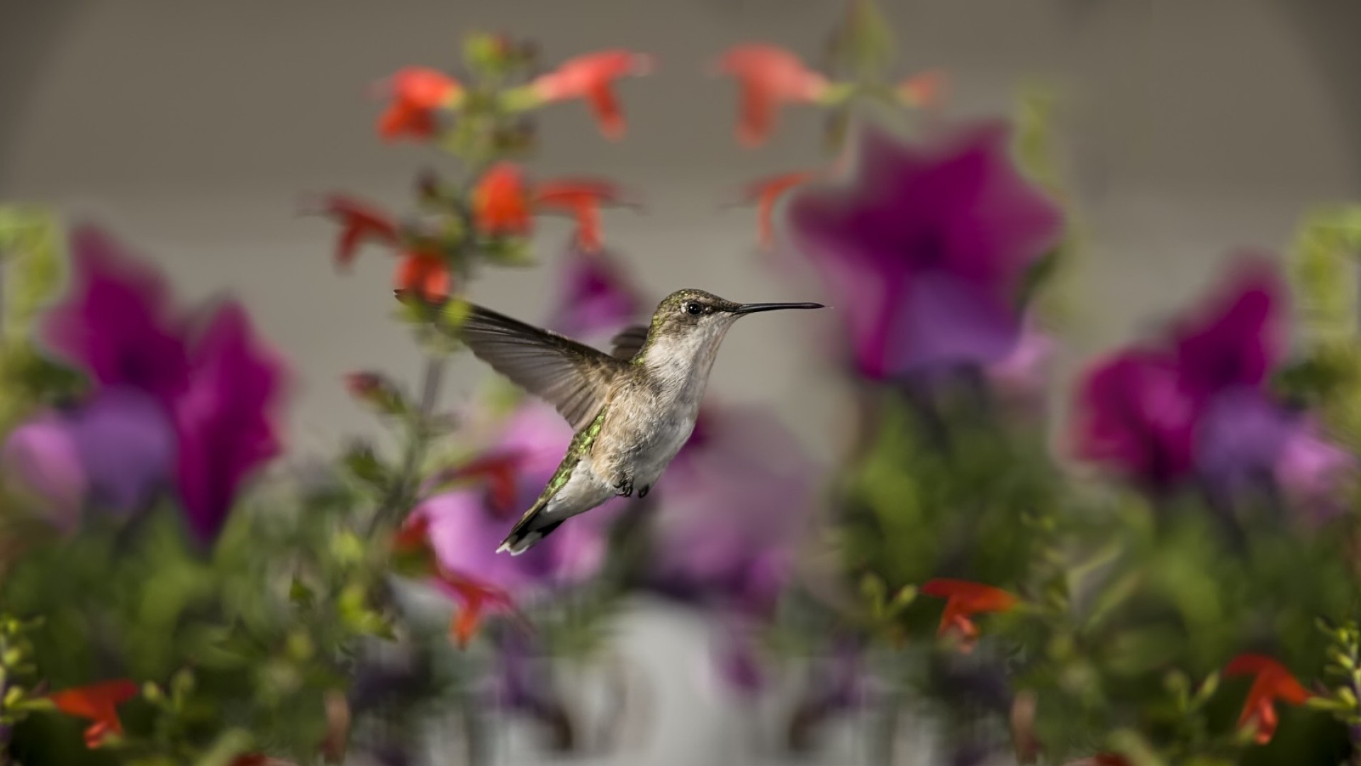 1920x1080  Wallpaper birds, hummingbirds, flowers, focus