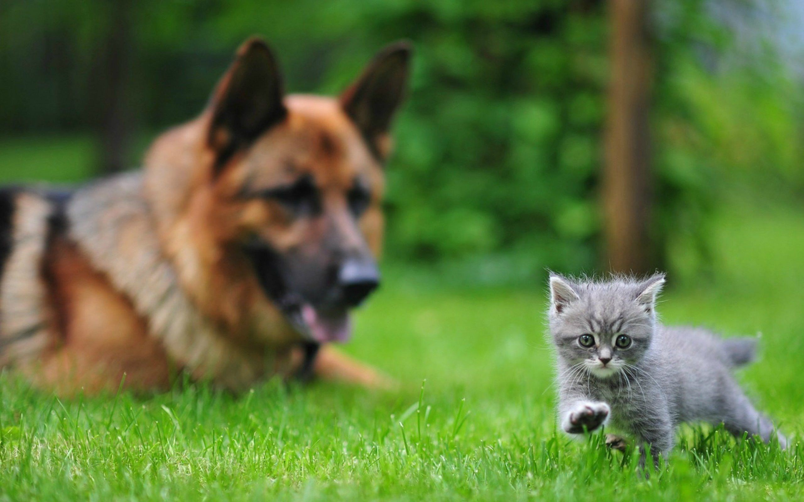 2560x1600 cat-and-dog-backround-1080p-high-quality-wallpaper-