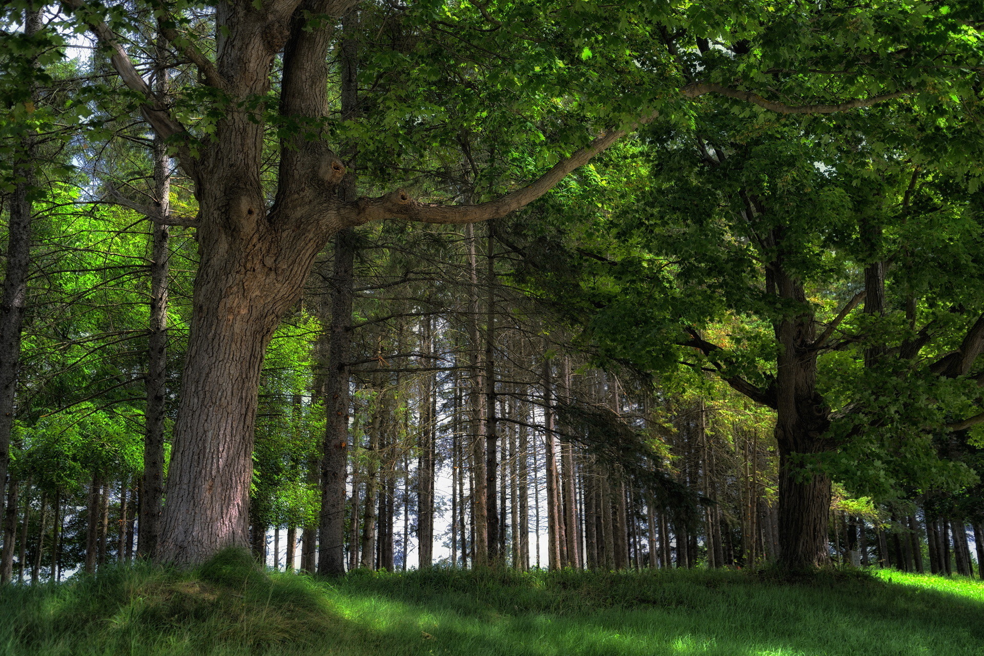 1920x1280 Cool Nature Desktop Backgrounds: Free Spring Forest 4K Ultra HD #813459  |.Ssoflx