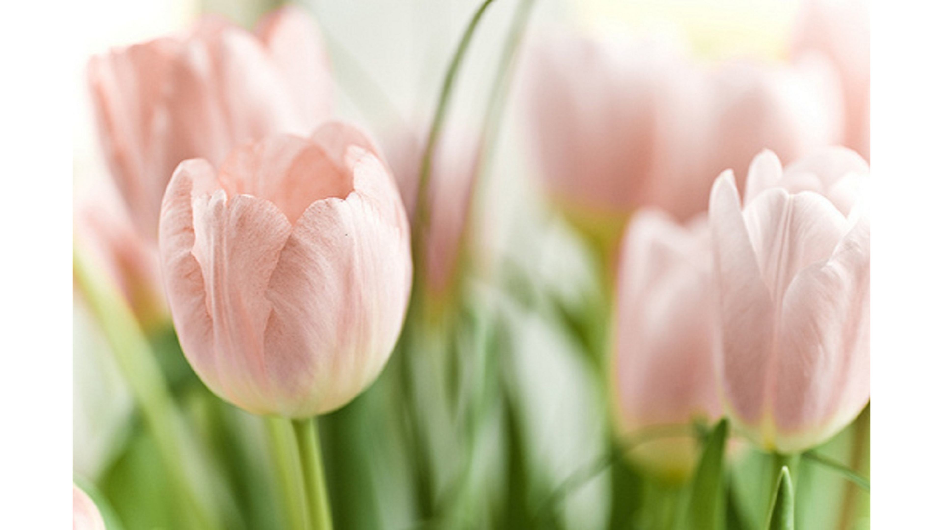 3840x2160 Top Pink 4K Tulips Wallpaper