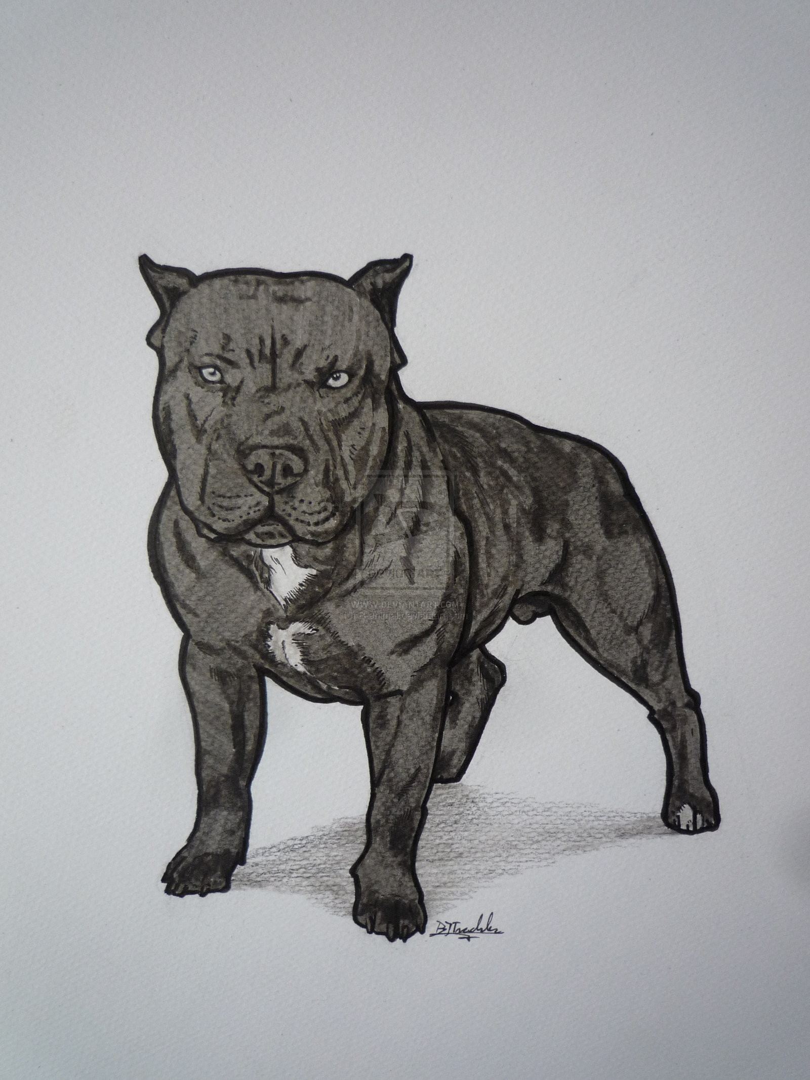 1600x2133 pin Drawn pit bull red nose #2
