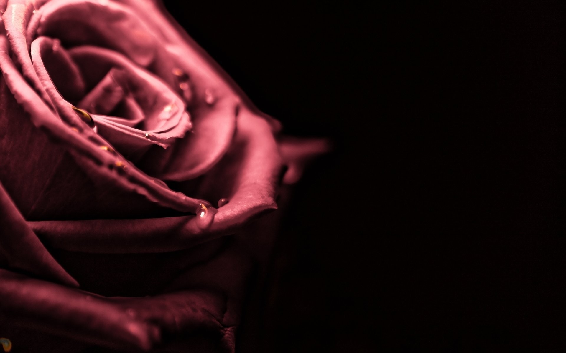 1920x1200 close up rose rosette pink petals drops drop water rosa blur black  background wallpaper widescreen full