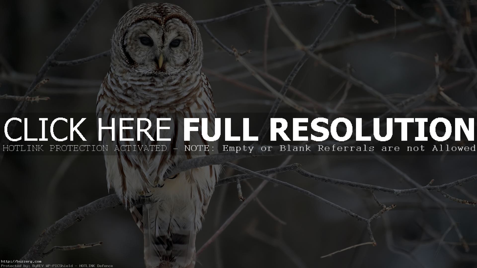 1920x1080 White Owl (id: 68729)