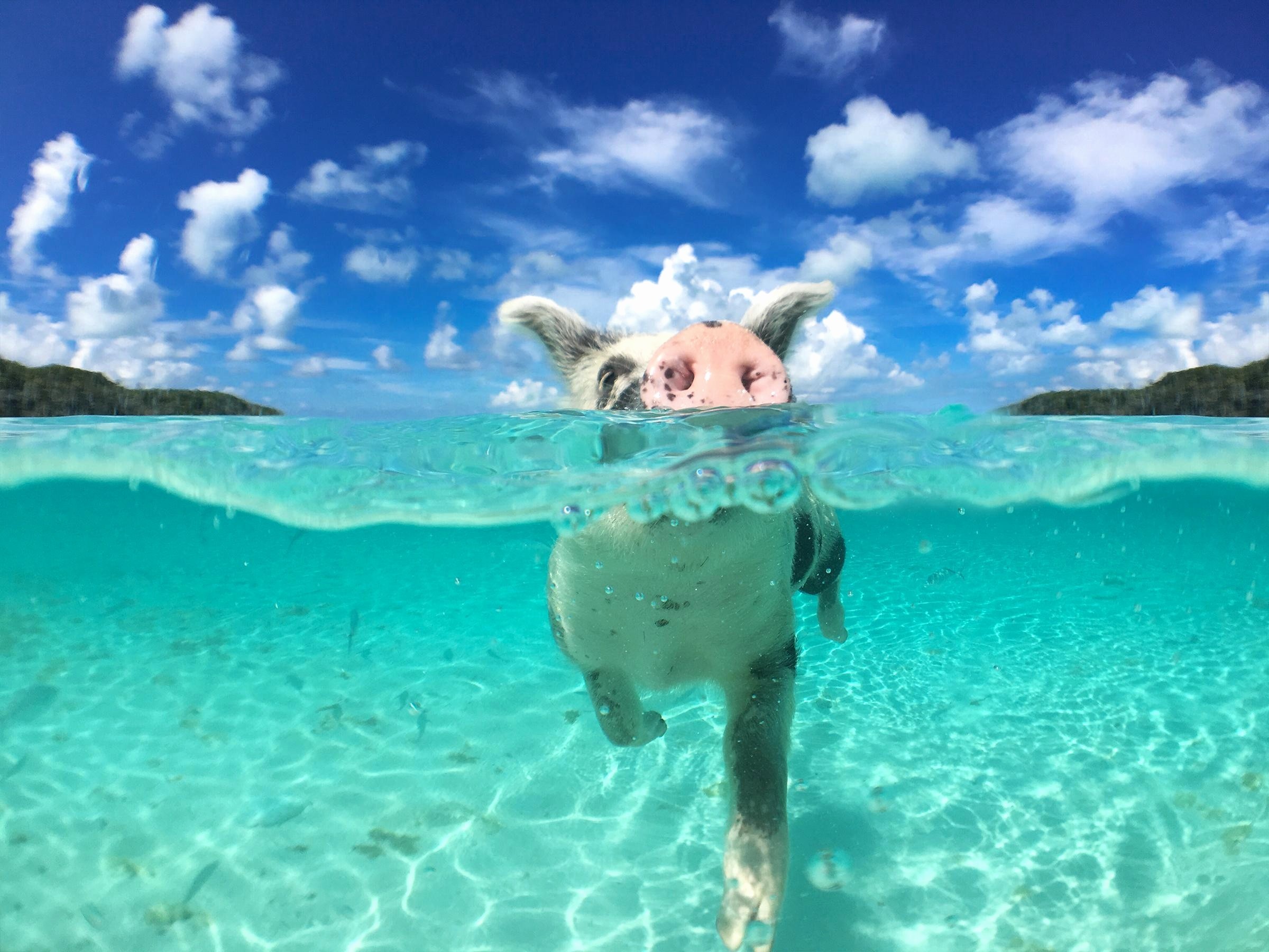 2400x1800 Bahamas Wallpaper Beautiful Pigs In the Bahamas Wallpapers High Quality