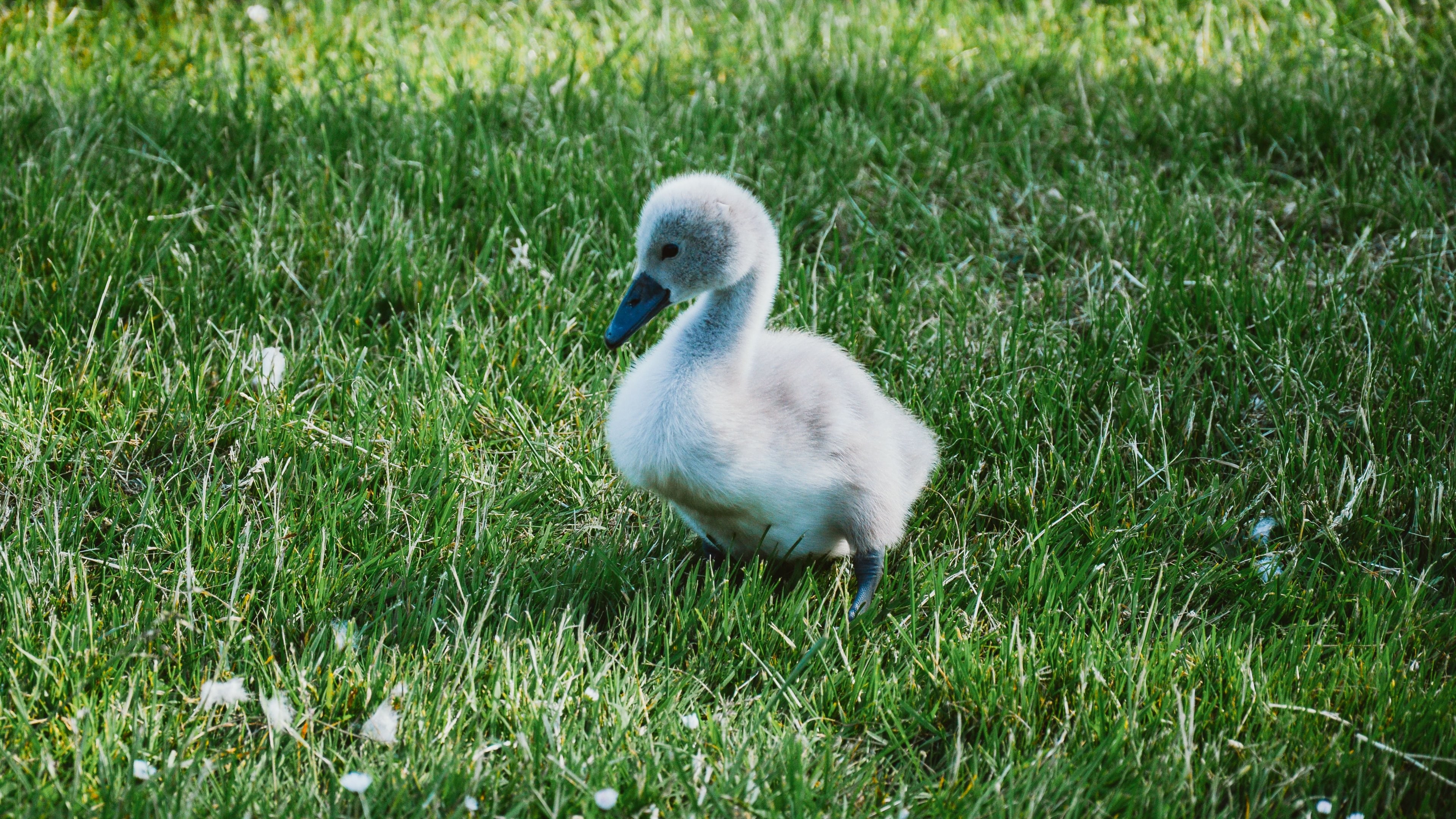 3840x2160 Baby Swan (Cygnet)