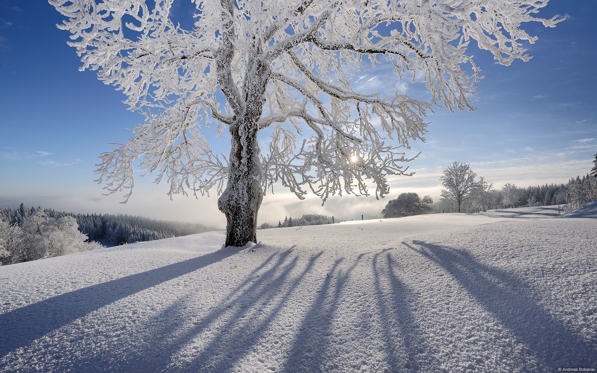 1920x1200 Explore and share Winter Christmas Desktop Backgrounds