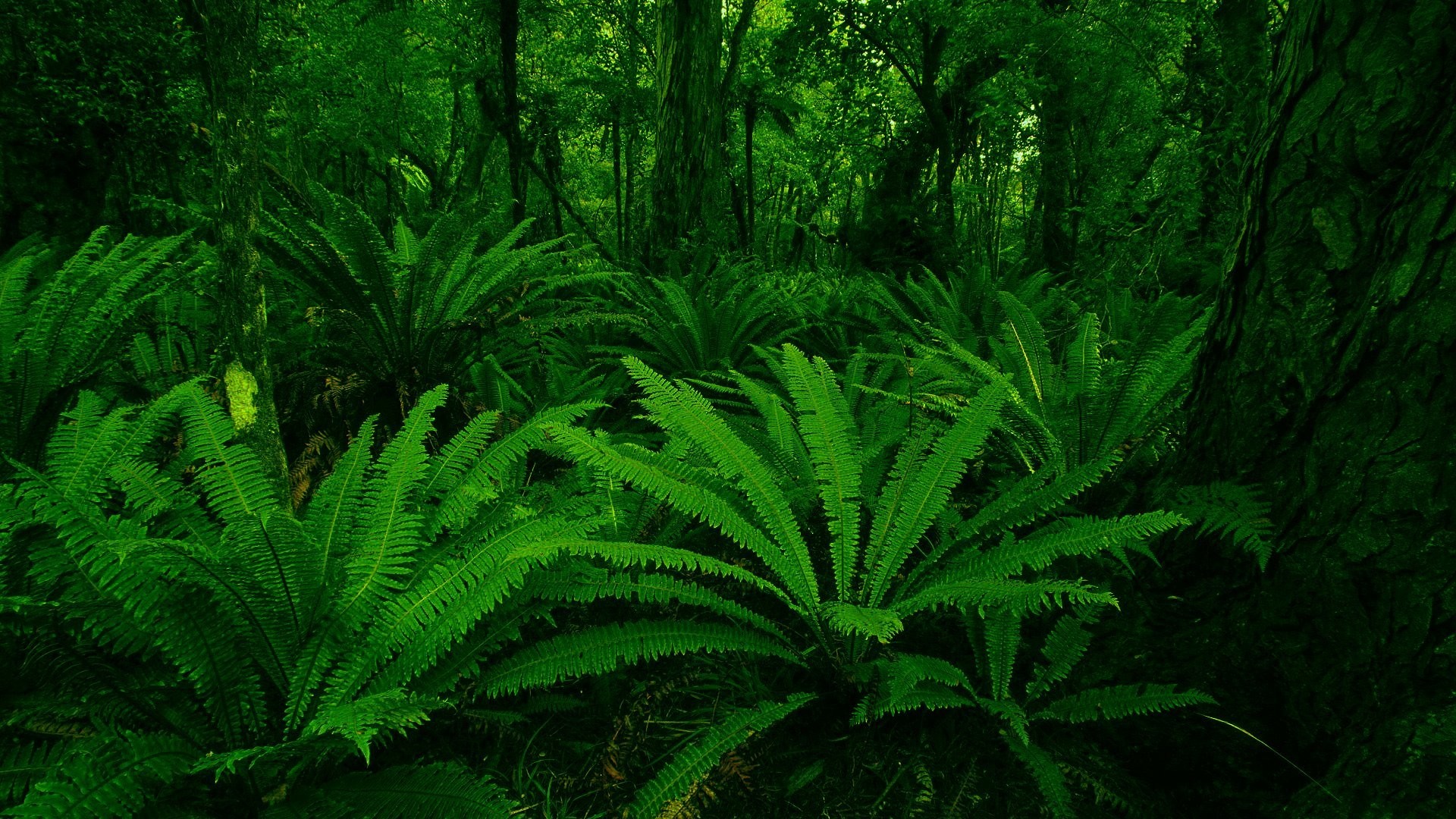 1920x1080 plants green leaf forest HD wallpaper