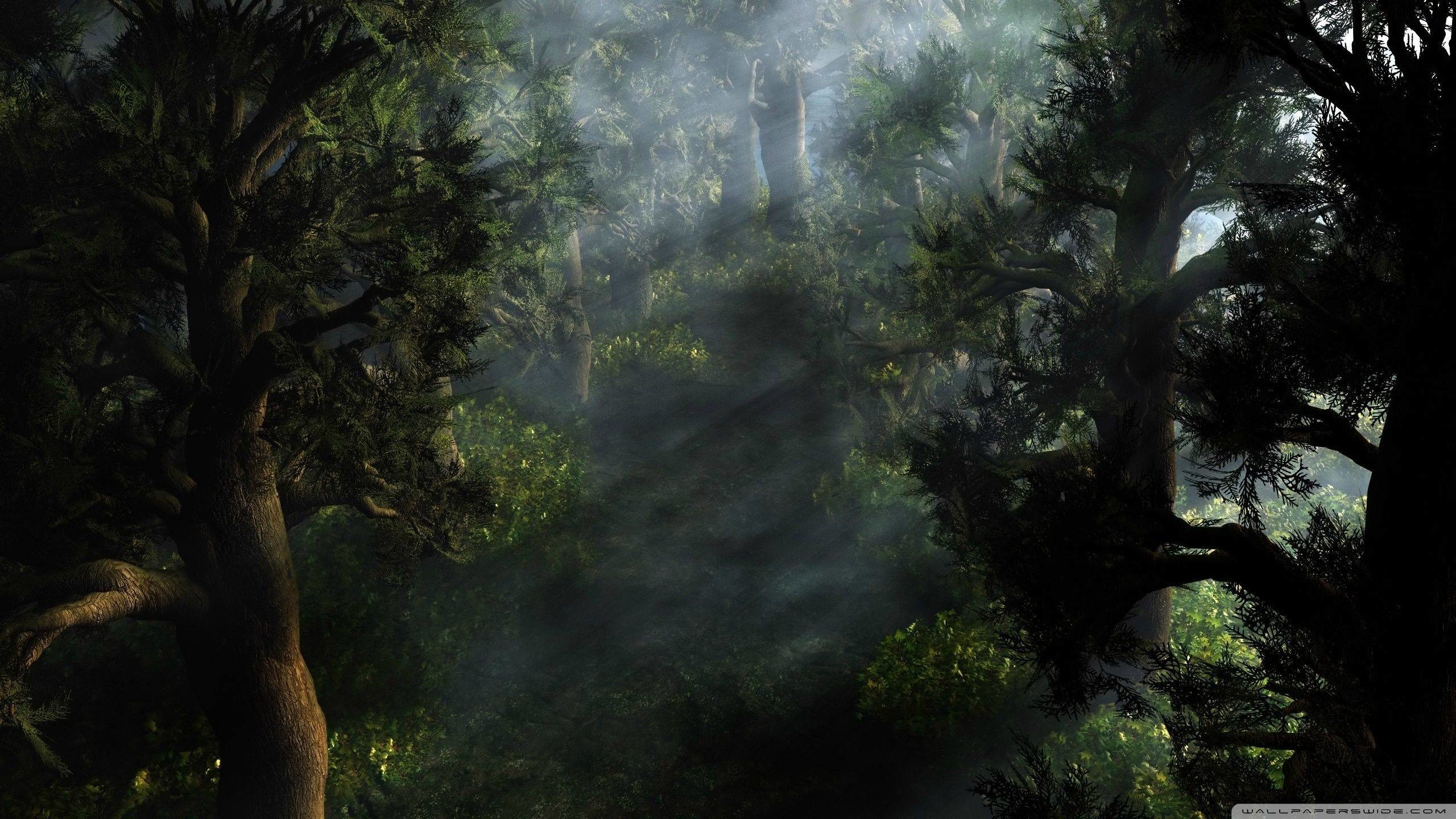 2560x1440 Mystical forest HD