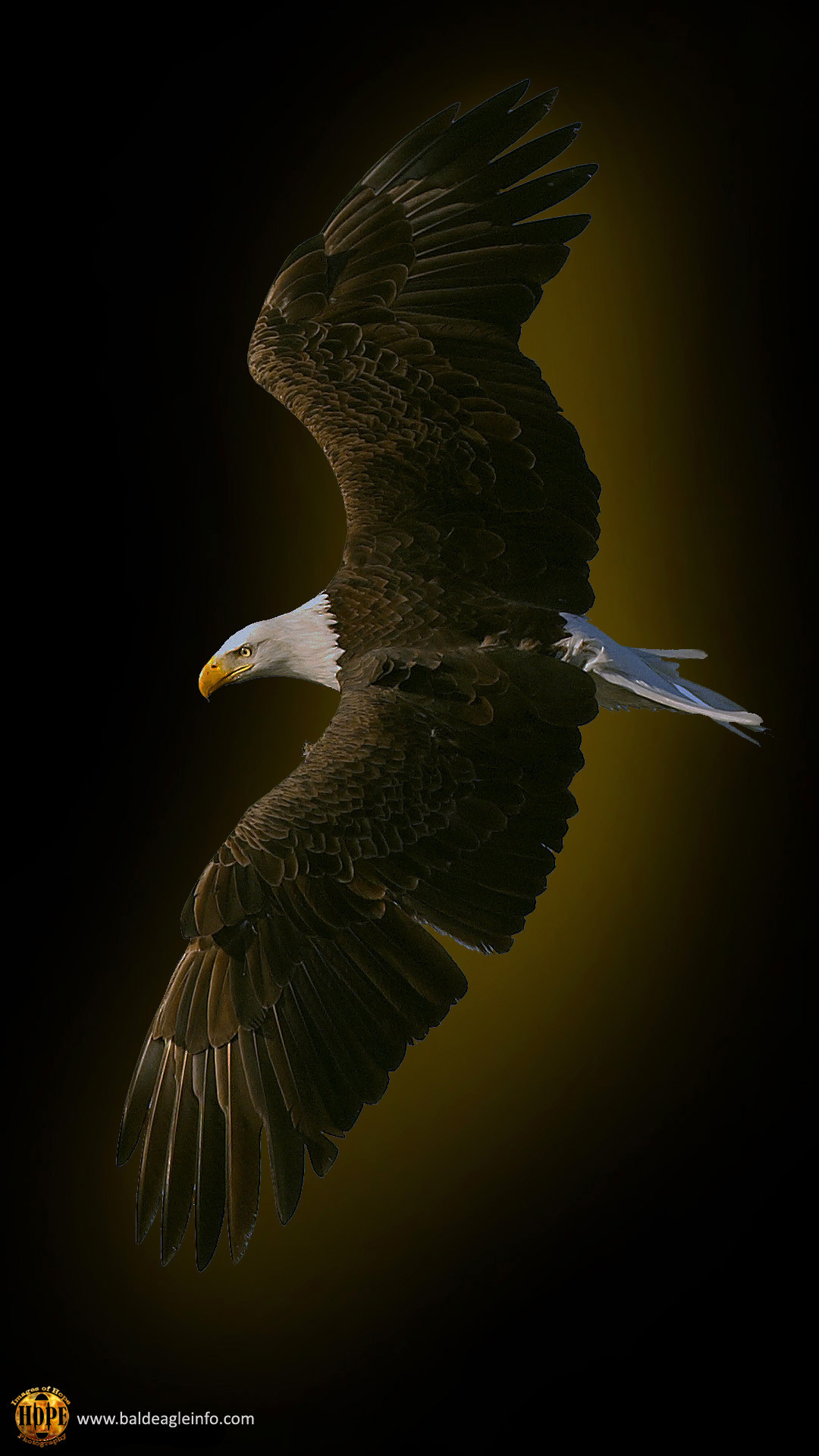 1080x1920 Bald eagle, graphic by Hope Rutledge