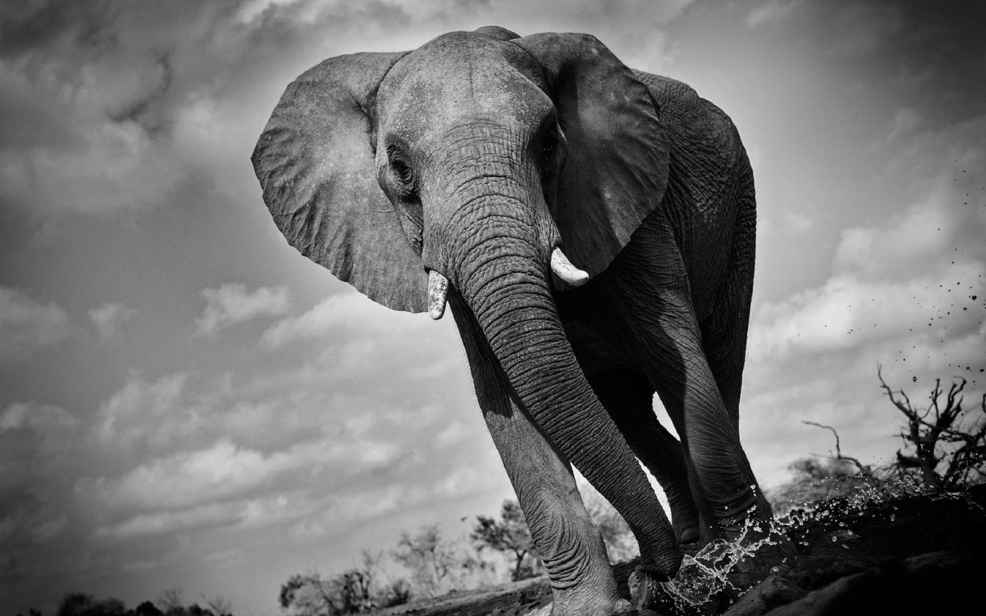 1920x1200 Elephant black and white HD photoshoot