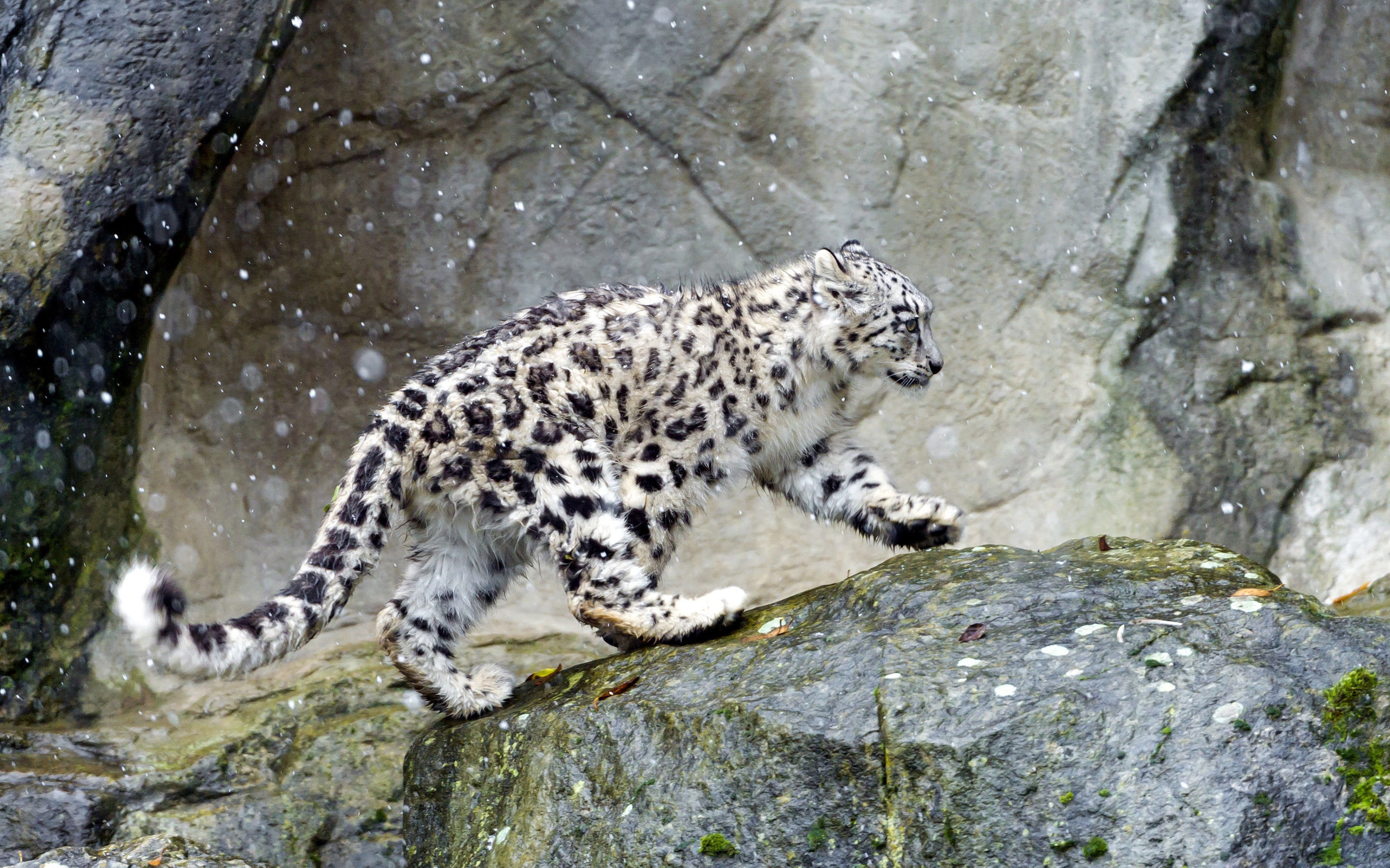 2880x1800 Animal - Snow Leopard Wallpaper