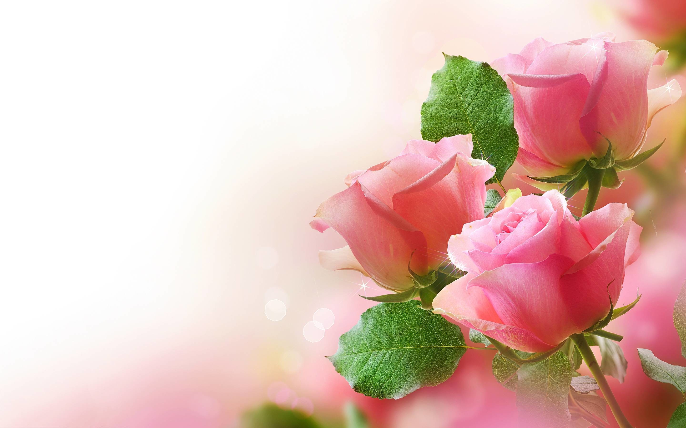 2880x1800 Wallpapers For > Light Pink Rose Background Wallpaper