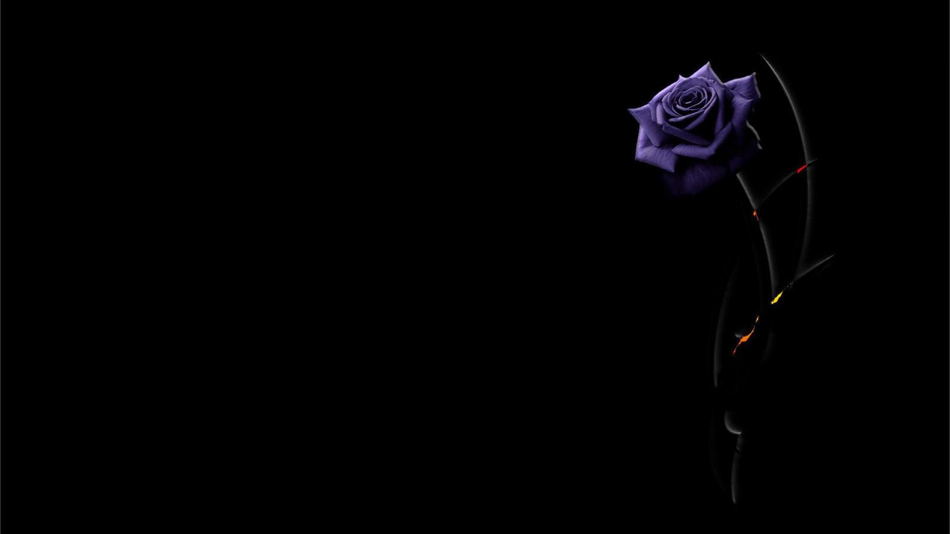 1920x1080 purple rose on a black background wallpapers and images - wallpapers .