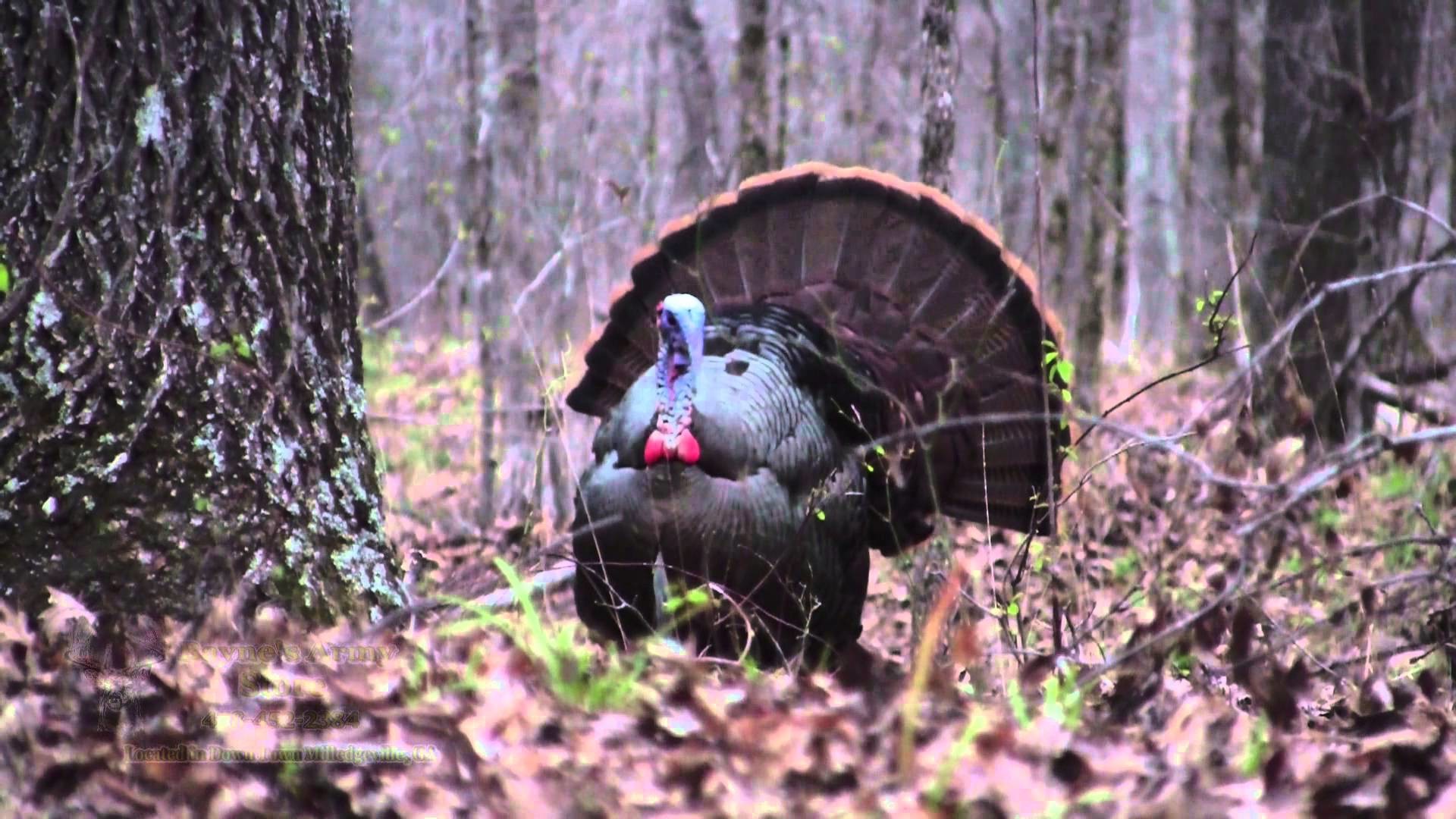 1920x1080 "Opening Day Gobbler" Georgia Spring Turkey Hunting CITW E3 2015 - YouTube
