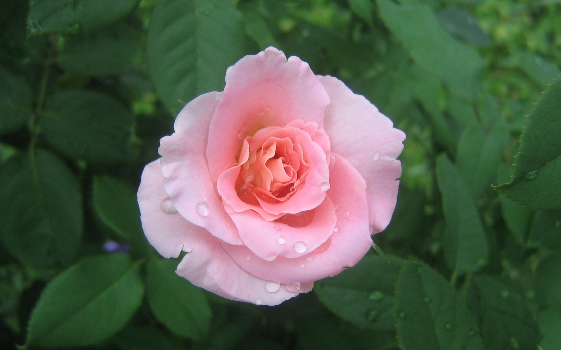 1920x1200 soft pink rose. Widescreen Wallpaper