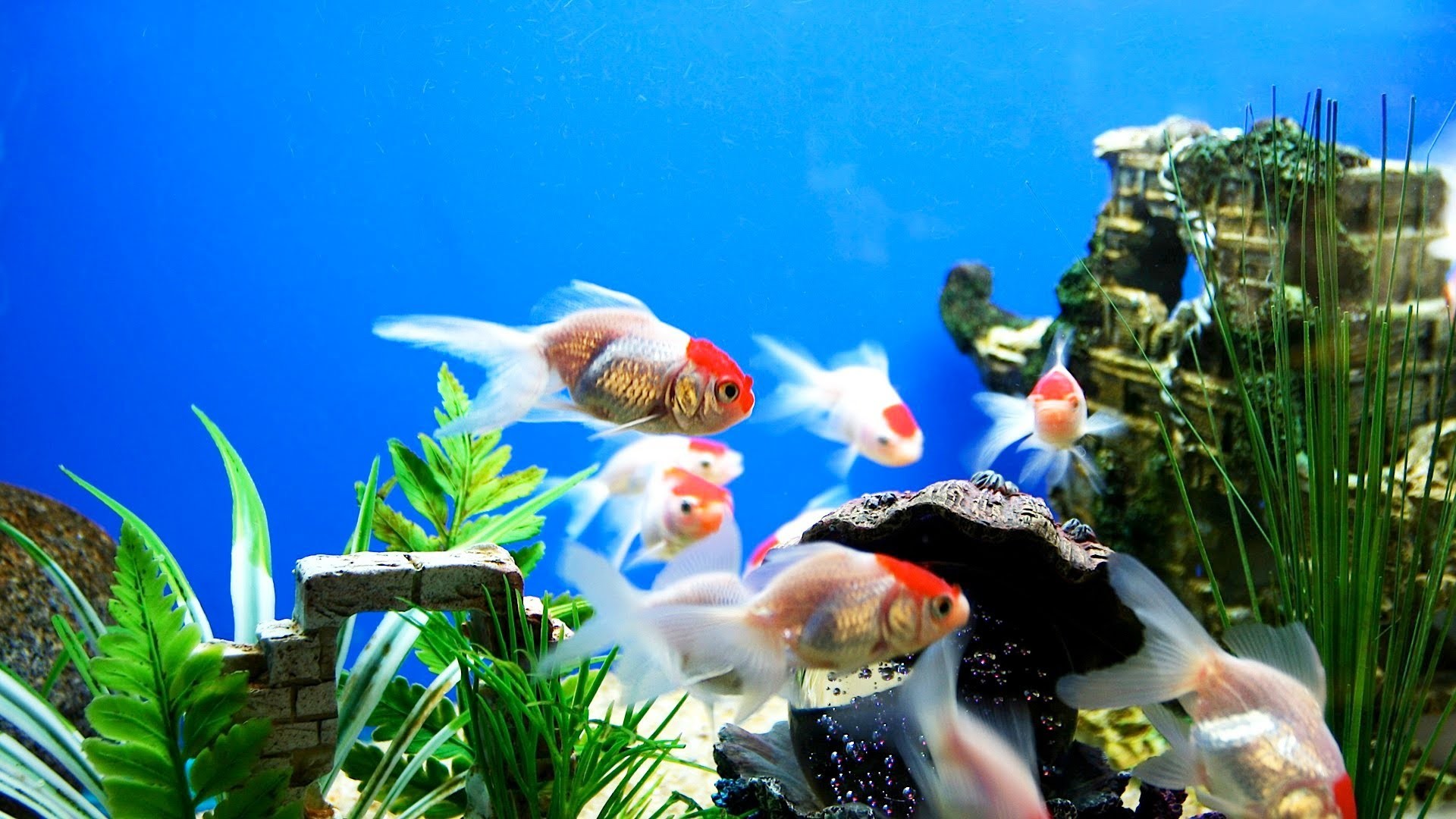 1920x1080 Freshwater Fish Desktop Backgrounds HD | ChillCover.com ...