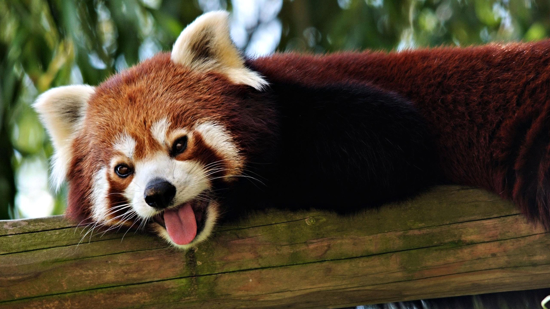 1920x1080 red panda wallpaper 27516