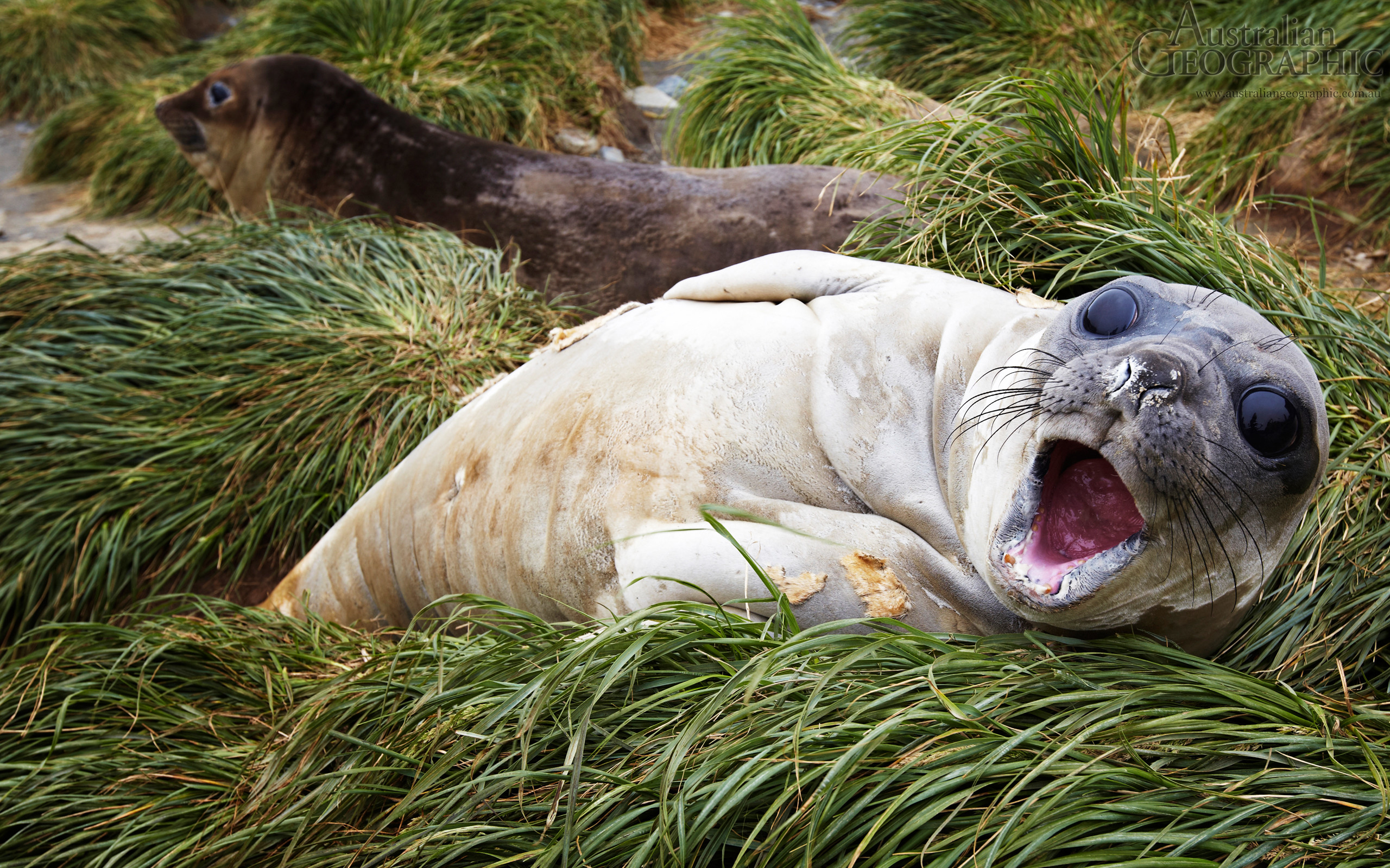 2560x1600 Wallpapers. Images of Australia: Baby southern elephant seal, Macquarie  Island