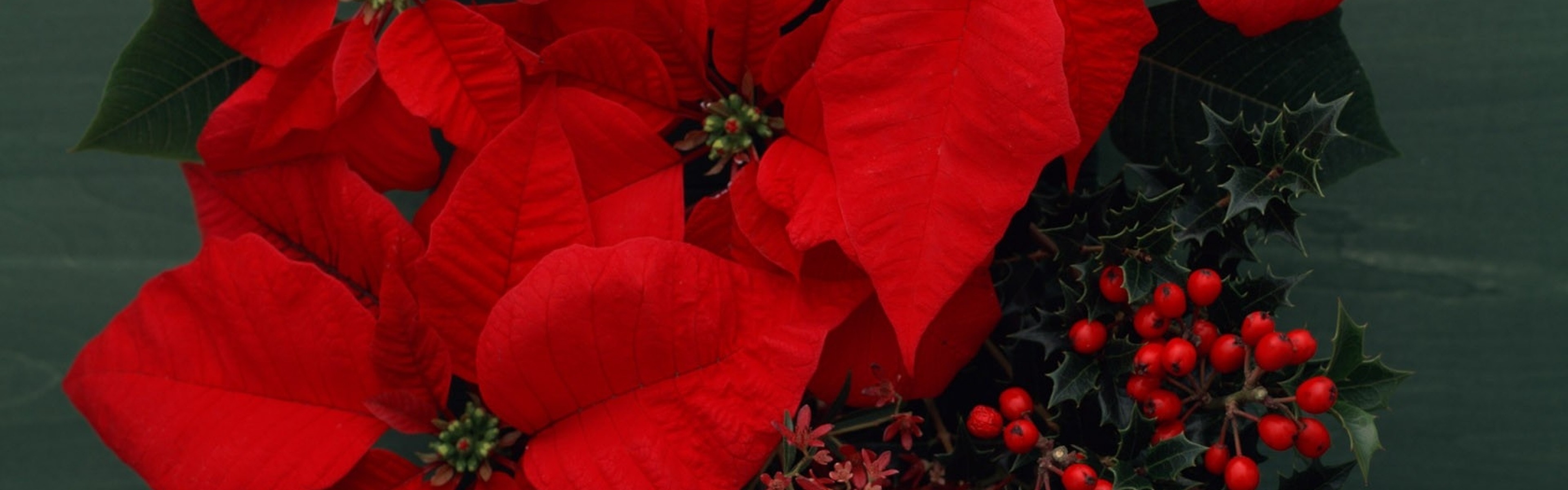 3840x1200  Wallpaper poinsettia, flowers, red, berries, composition, beauty