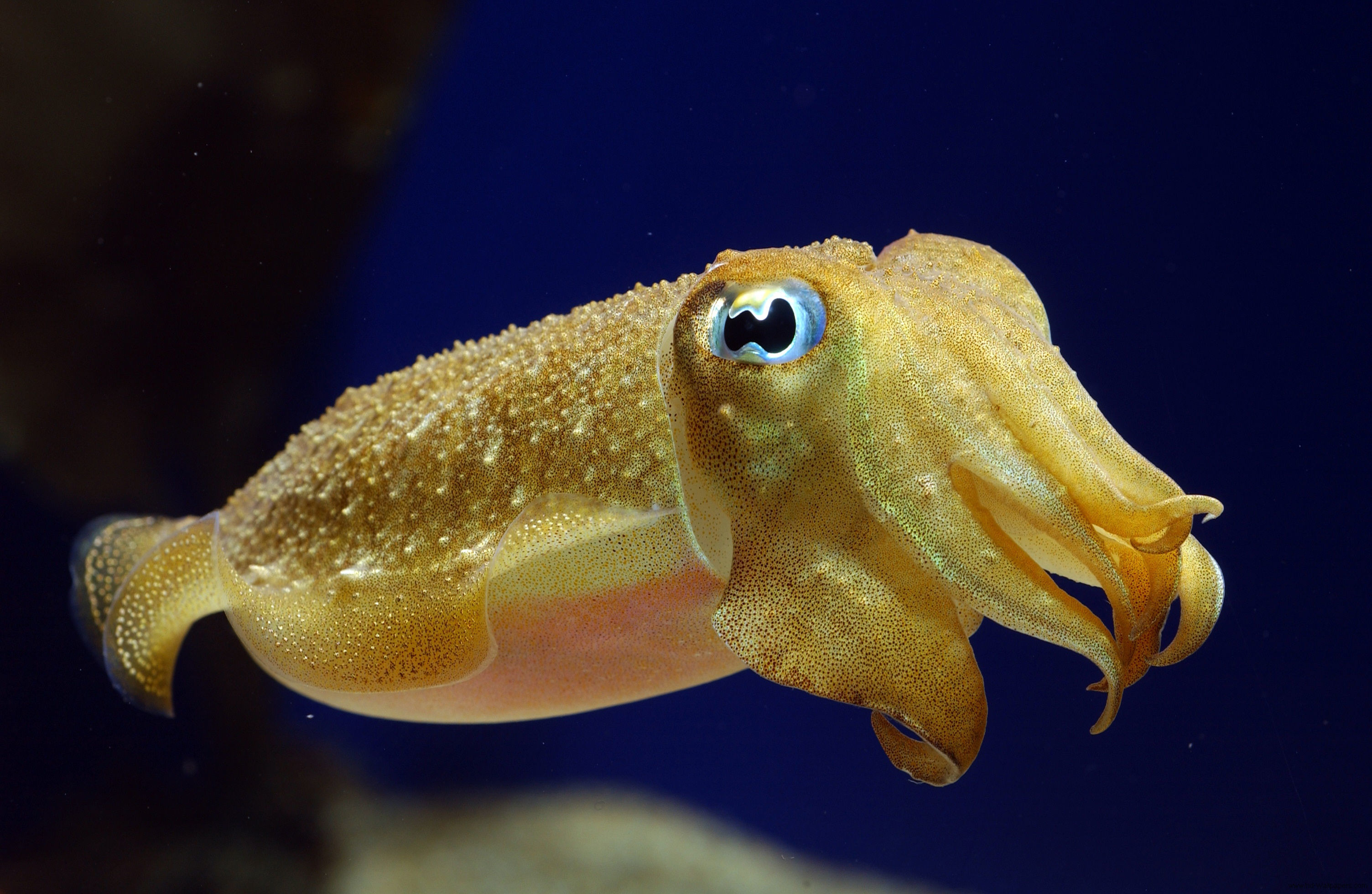 3008x1960 wallpaper.wiki-Cute-Octopus-Images-PIC-WPD001498