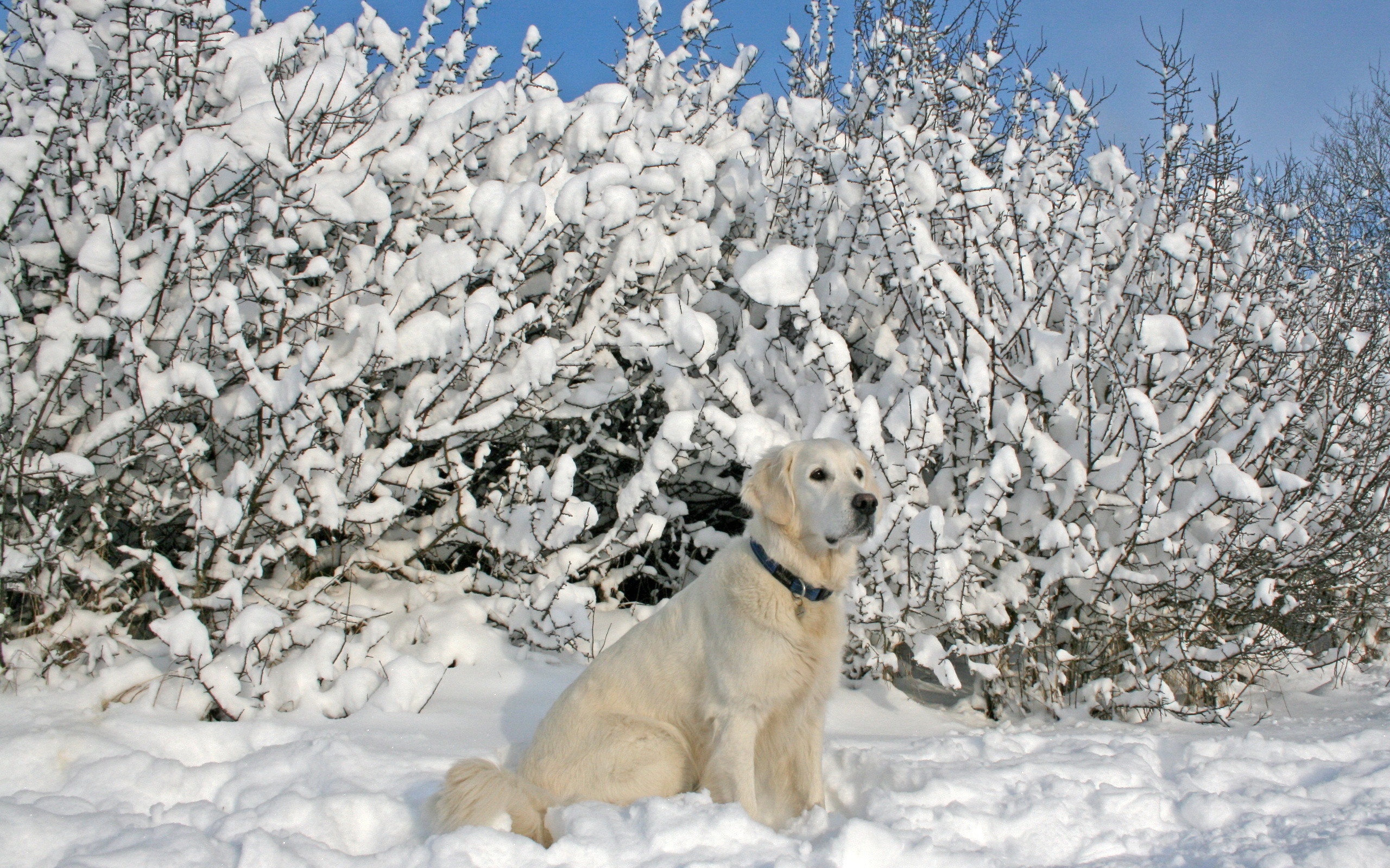 2560x1600 Winter Care for Your Dog's Paws and Skin