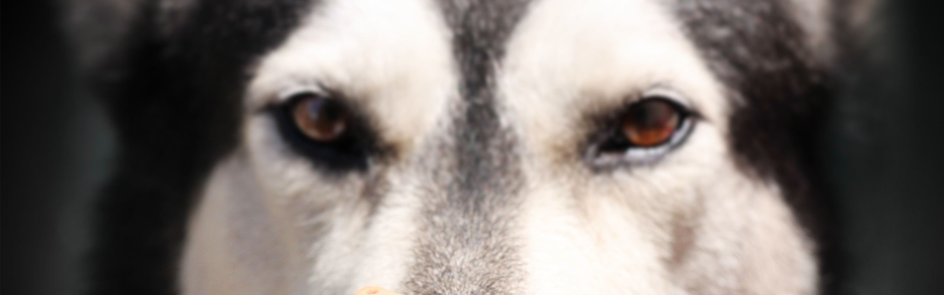 3840x1200  Wallpaper alaskan malamute, dog, food, face, nose, spotted